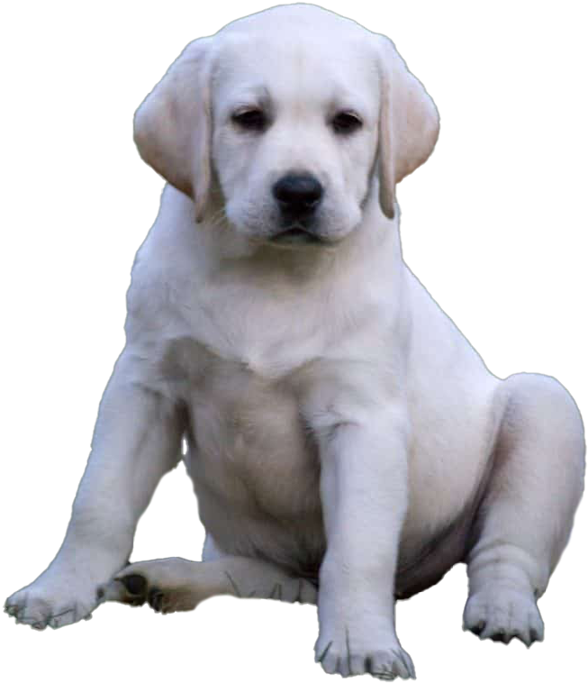 黃色拉布拉多幼犬坐姿 壁紙 — 一隻毛茸茸的白色拉布拉多幼犬，在純黑色背景下安靜地坐著，毛髮柔軟，眼神溫柔。