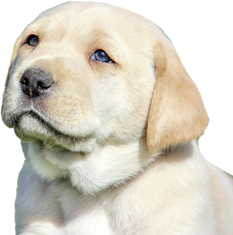黃色拉布拉多幼犬肖像 壁紙 — 一隻黃色拉布拉多幼犬的特寫，毛髮柔軟，明亮的藍色眼睛帶著天真好奇向上凝視。