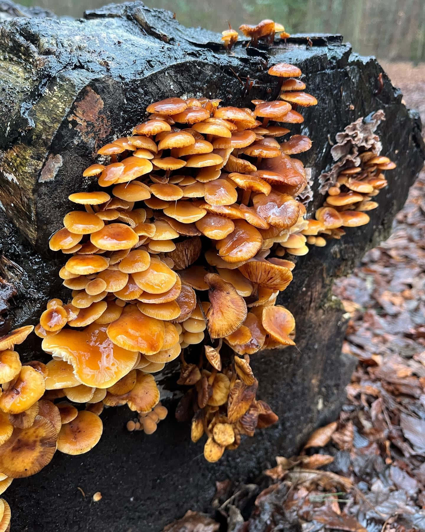 黃色收藏樹菌圖 壁紙 — 鮮豔的橙色蘑菇密集地聚集在一個被落葉包圍的陰暗、長滿苔蘚的樹樁上。