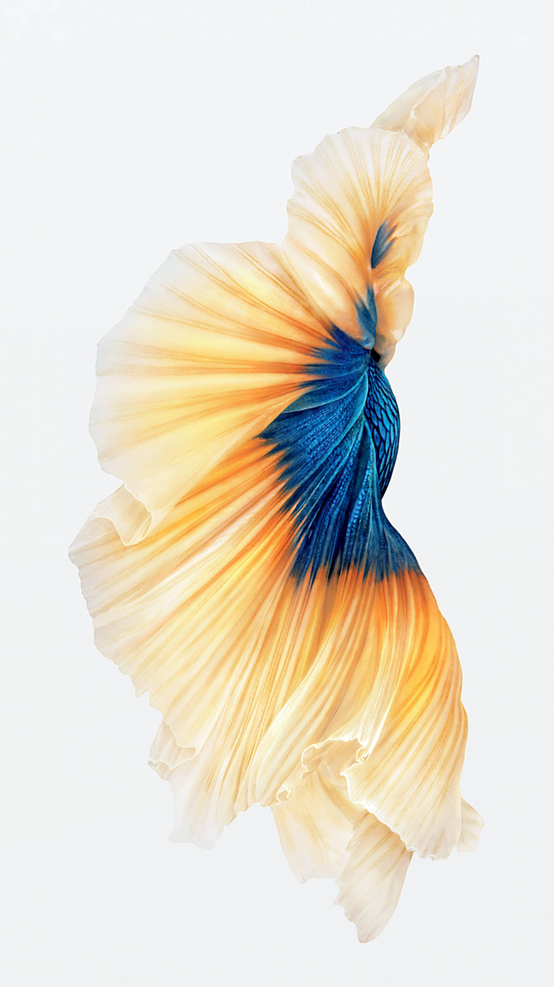 黃色暹羅鬥魚 iPhone 壁紙 — 一條擁有流動橙色和藍色魚鰭的鬥魚，背景為純白色。