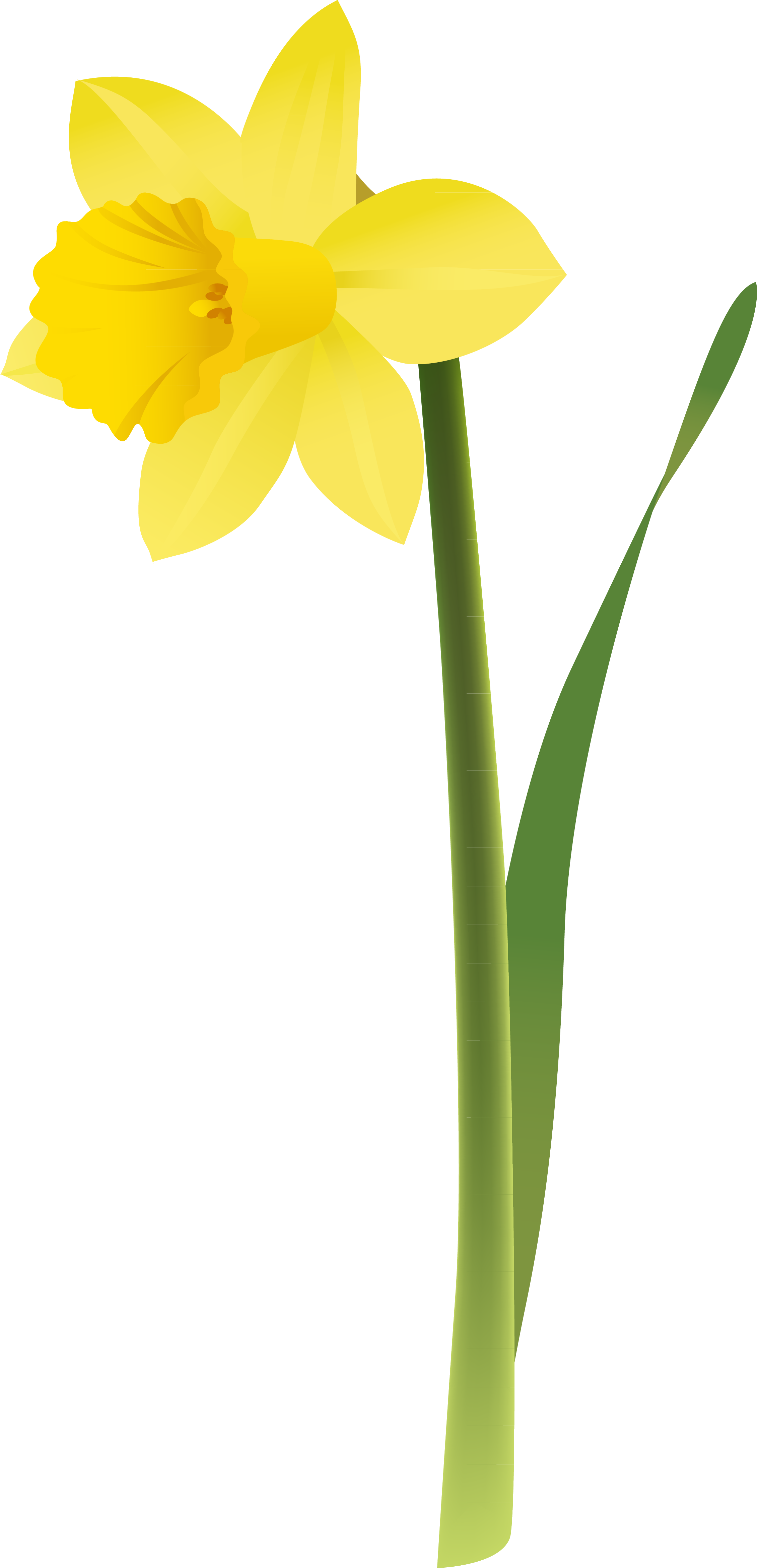 黃色水仙花插畫 壁紙 — 一朵鮮黃色的水仙花，帶有綠色莖和葉子，在潔白的背景上高高聳立。