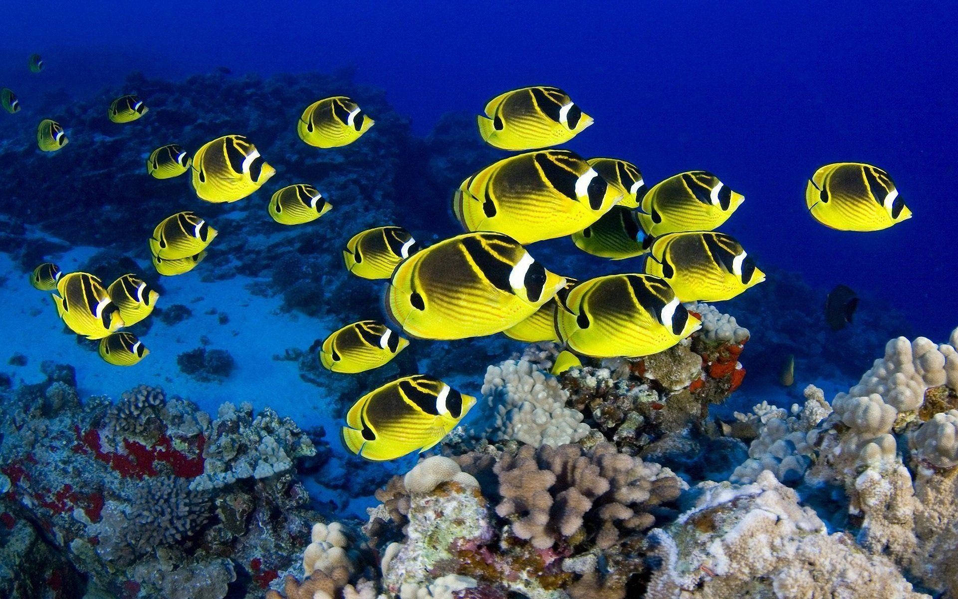 一群黃黑蝴蝶魚在藍色海洋的珊瑚礁上游動。