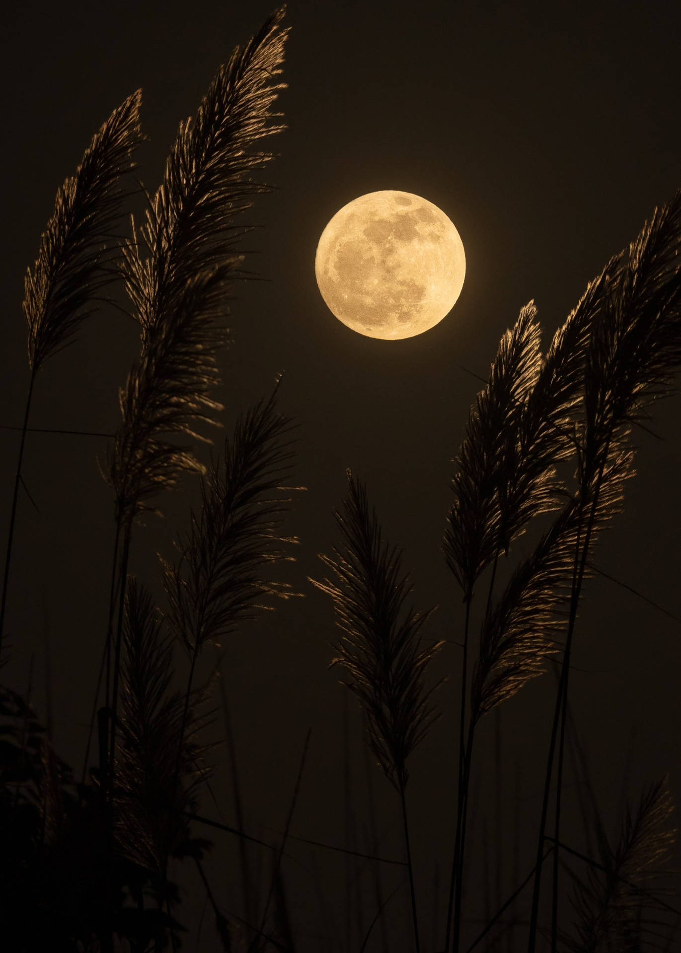 黃色滿月與暗夜微光 壁紙 — 一輪明亮的滿月在黑夜中高聳的蘆葦剪影後發光。