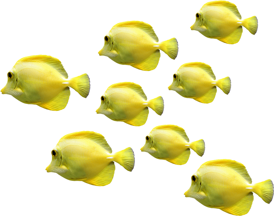 黃色熱帶魚群 壁紙 — 一群鮮黃色的黃高鰭刺尾魚在純黑背景下優雅地游動。