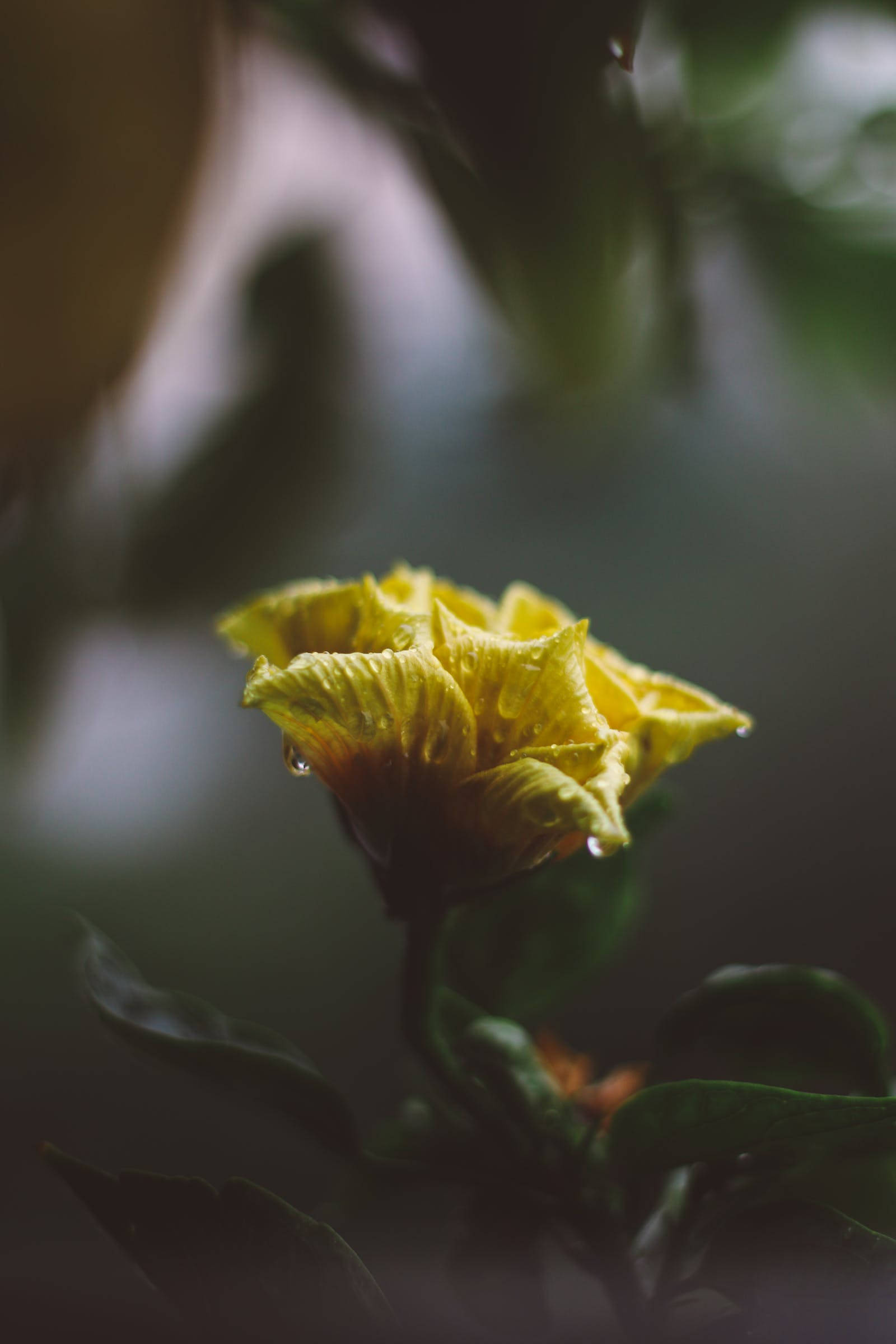 黃色花朵安卓壁紙 壁紙 — 一朵枯萎的黃色花朵特寫，花瓣上掛著露珠，背景是模糊的綠色。