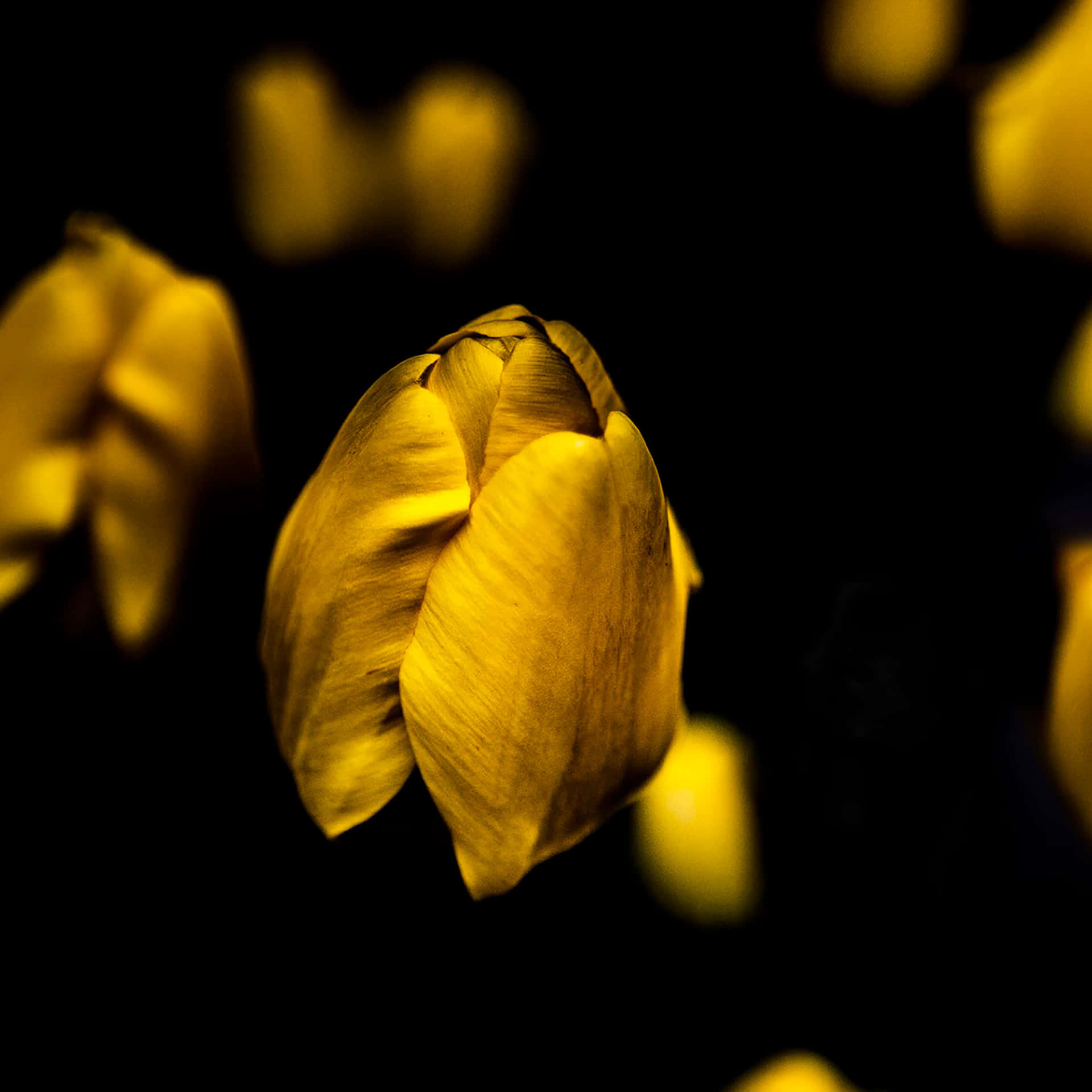 金色鬱金香花蕾在深色背景上柔和發光，帶有模糊的黃色形狀。