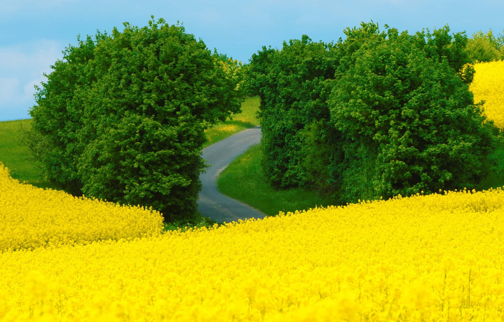 蜿蜒道路穿過黃色油菜花田和綠樹，藍天下