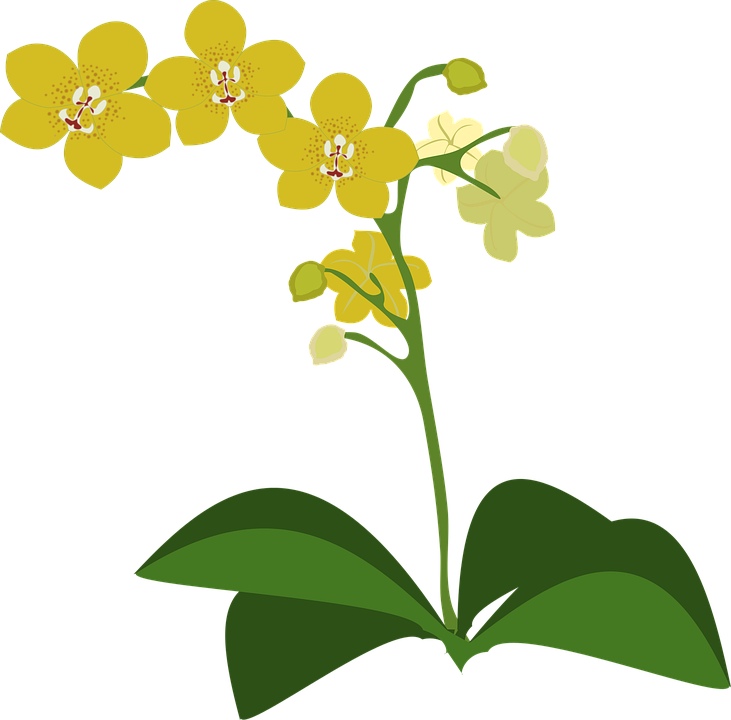 黃色蘭花插圖 壁紙 — 一朵風格化的黃色蘭花，帶有綠色葉子，在純黑色背景上優雅綻放。