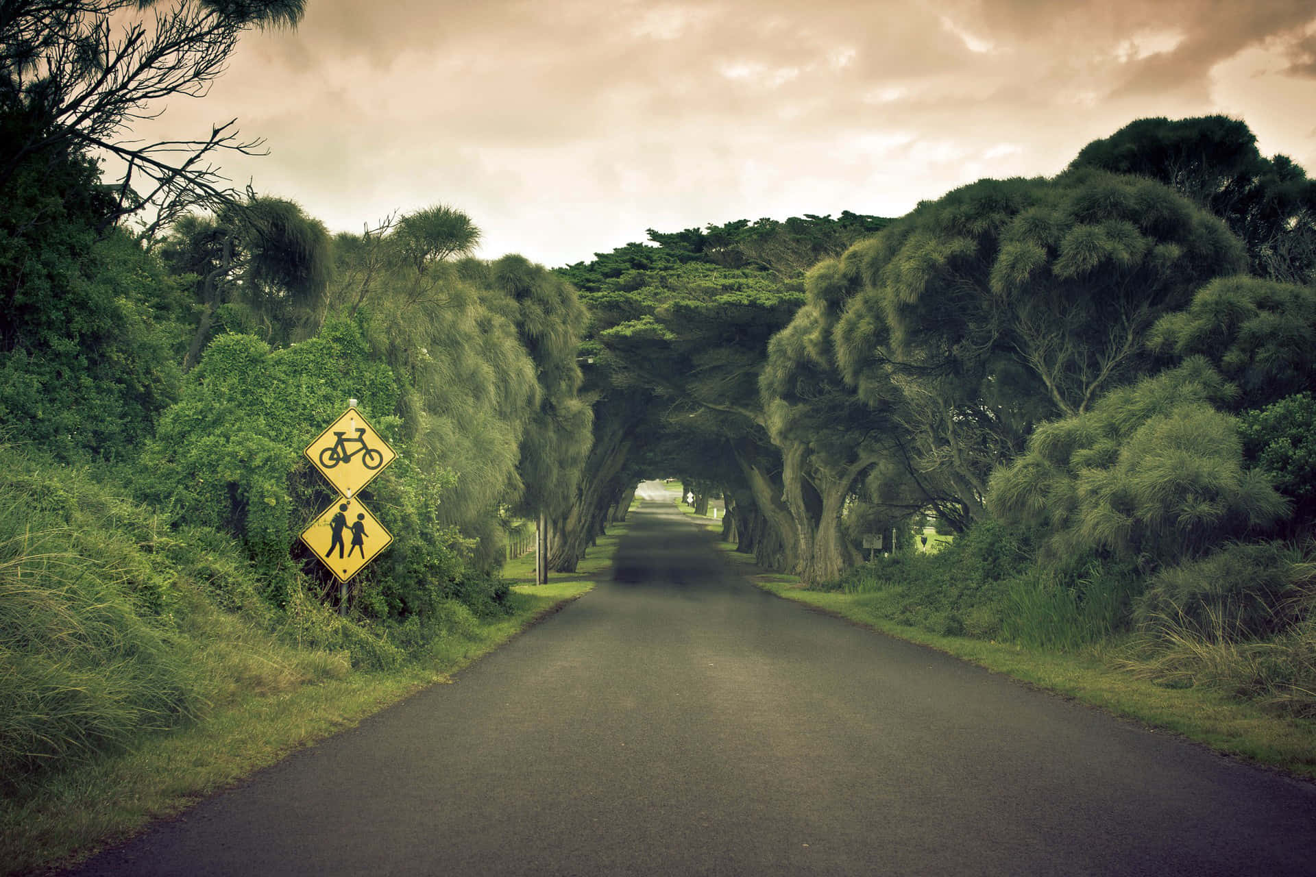 一條綠樹成蔭的道路，帶有供騎單車者和行人使用的黃色標誌。