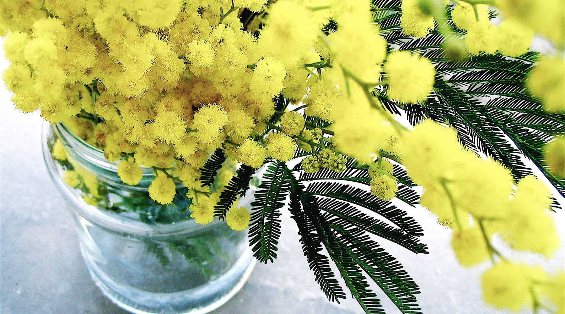 黃色金合歡花 壁紙 — 鮮黃色嘅含羞草花喺透明玻璃樽入面，深綠色羽毛狀葉子，襯住柔和灰色背景。