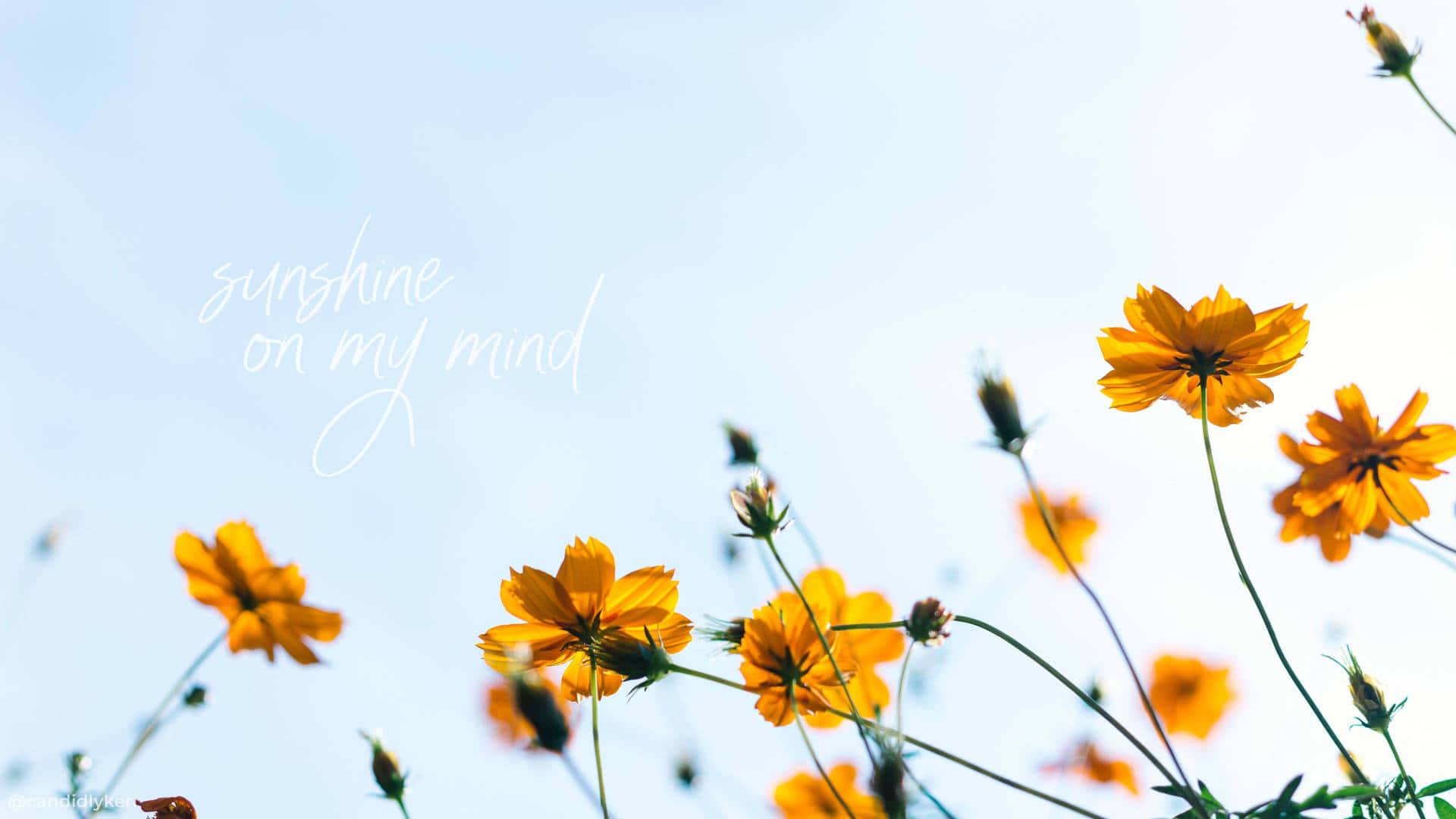 黃色大波斯菊配上「sunshine on my mind」文字，背景為藍天。