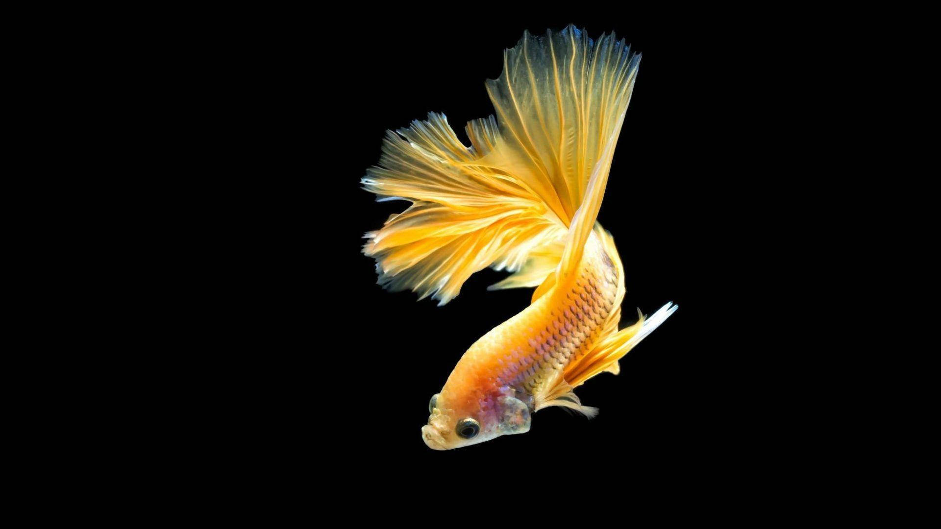 黃色鬥魚 壁紙 — 一條鮮艷橙色嘅鬥魚，帶住流動嘅鰭，喺純黑背景上優雅咁滑行。