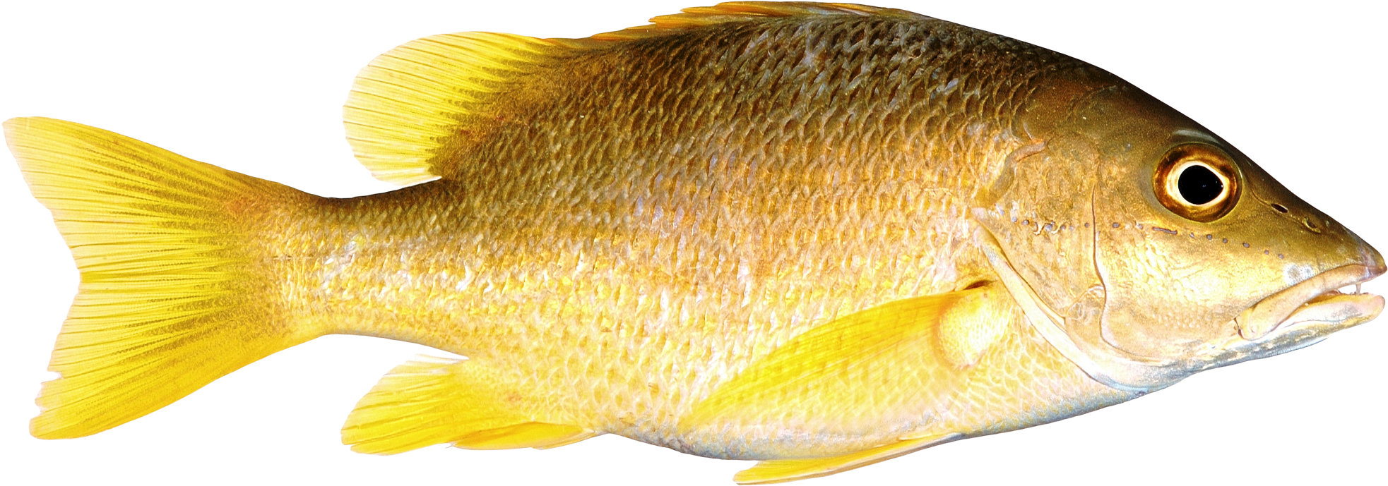 黃色魚隻·透明背景隔離.PNG 壁紙