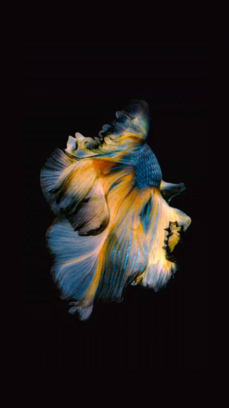 黃藍暹羅鬥魚 iPhone 壁紙 — 一條充滿活力的藍金色鬥魚在純黑色背景上優雅地游動，其流動的魚鰭捕捉著光線。