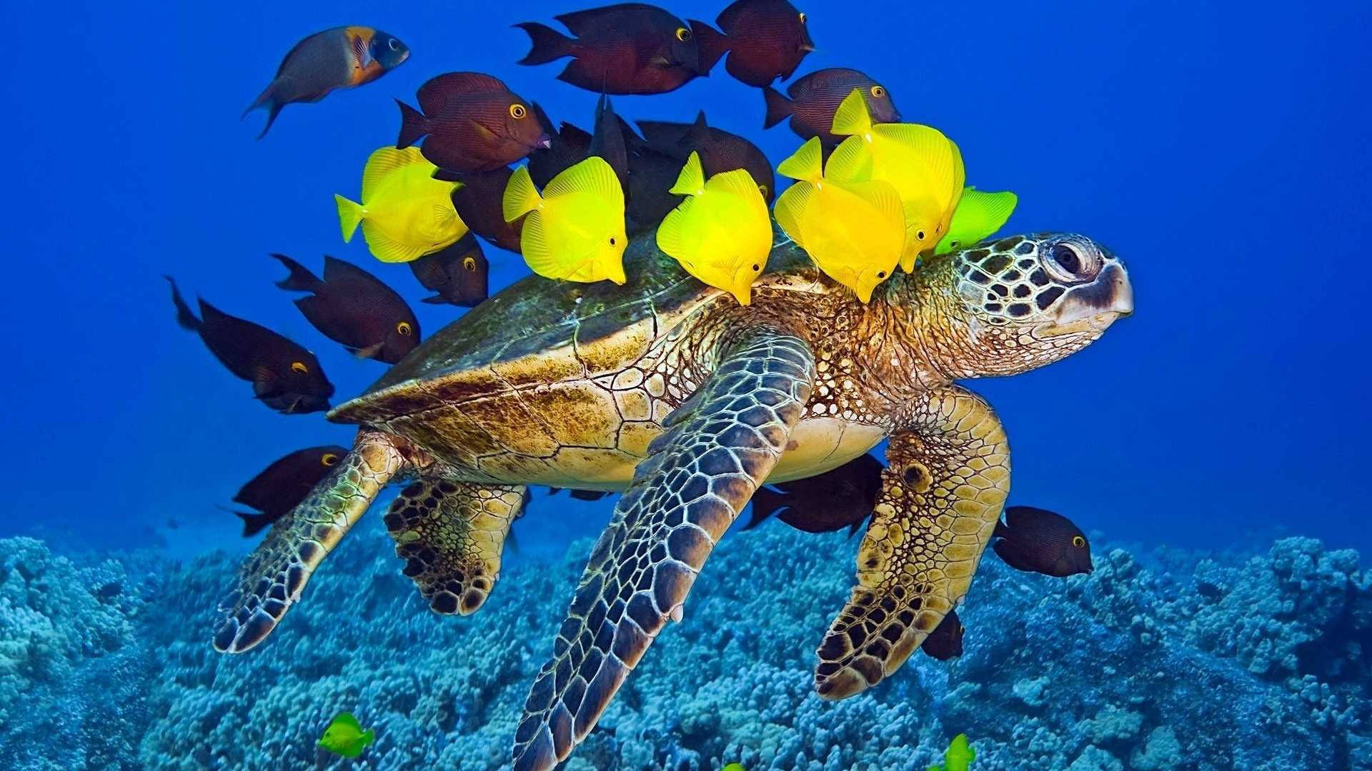 海龜與黃色和深色魚群在珊瑚礁附近游泳