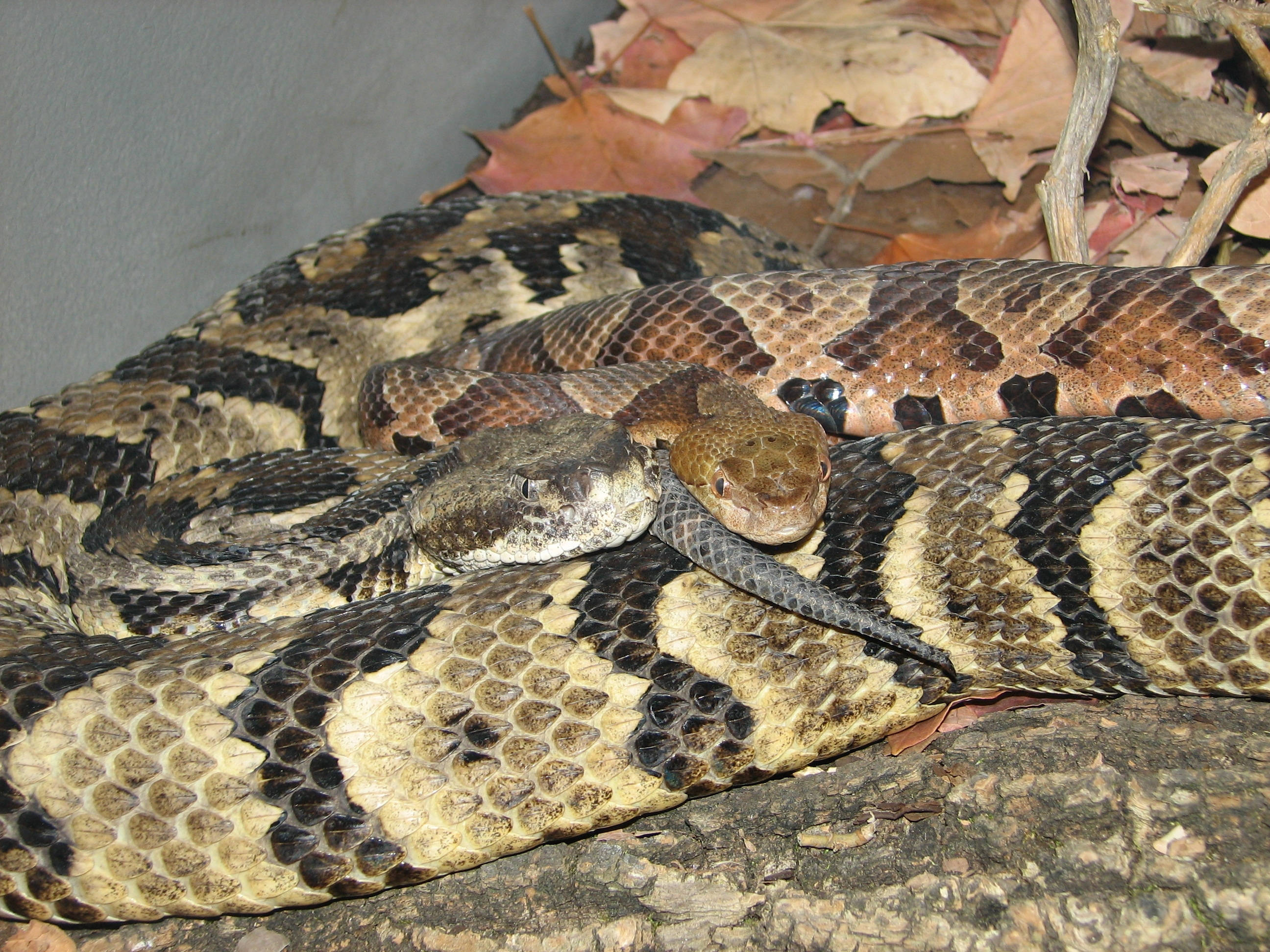 黃褐色 Timber Rattler 蛇 壁紙 — 兩條響尾蛇纏繞在一起，位於被乾燥秋葉包圍的木頭上。