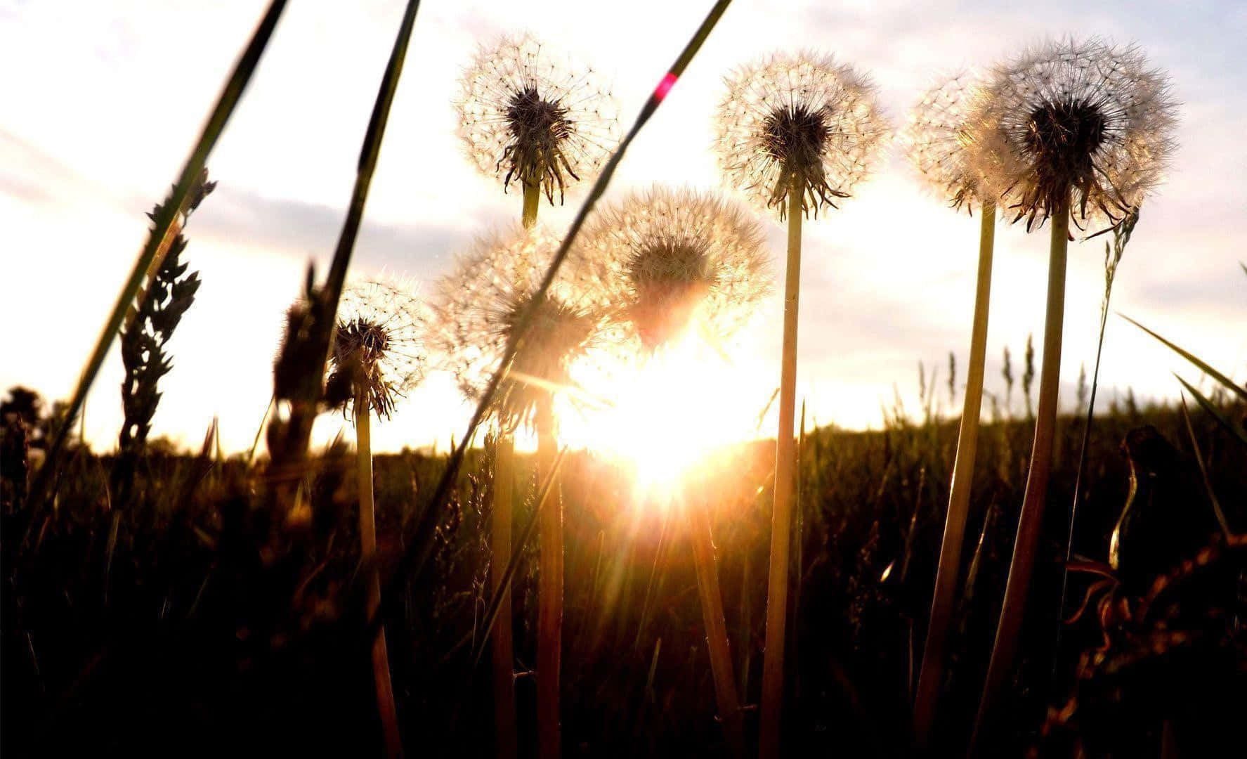Dandelion 桌布 壁紙 — 黃金時段的陽光照射出田野中蒲公英的剪影，並帶有鏡頭光暈。