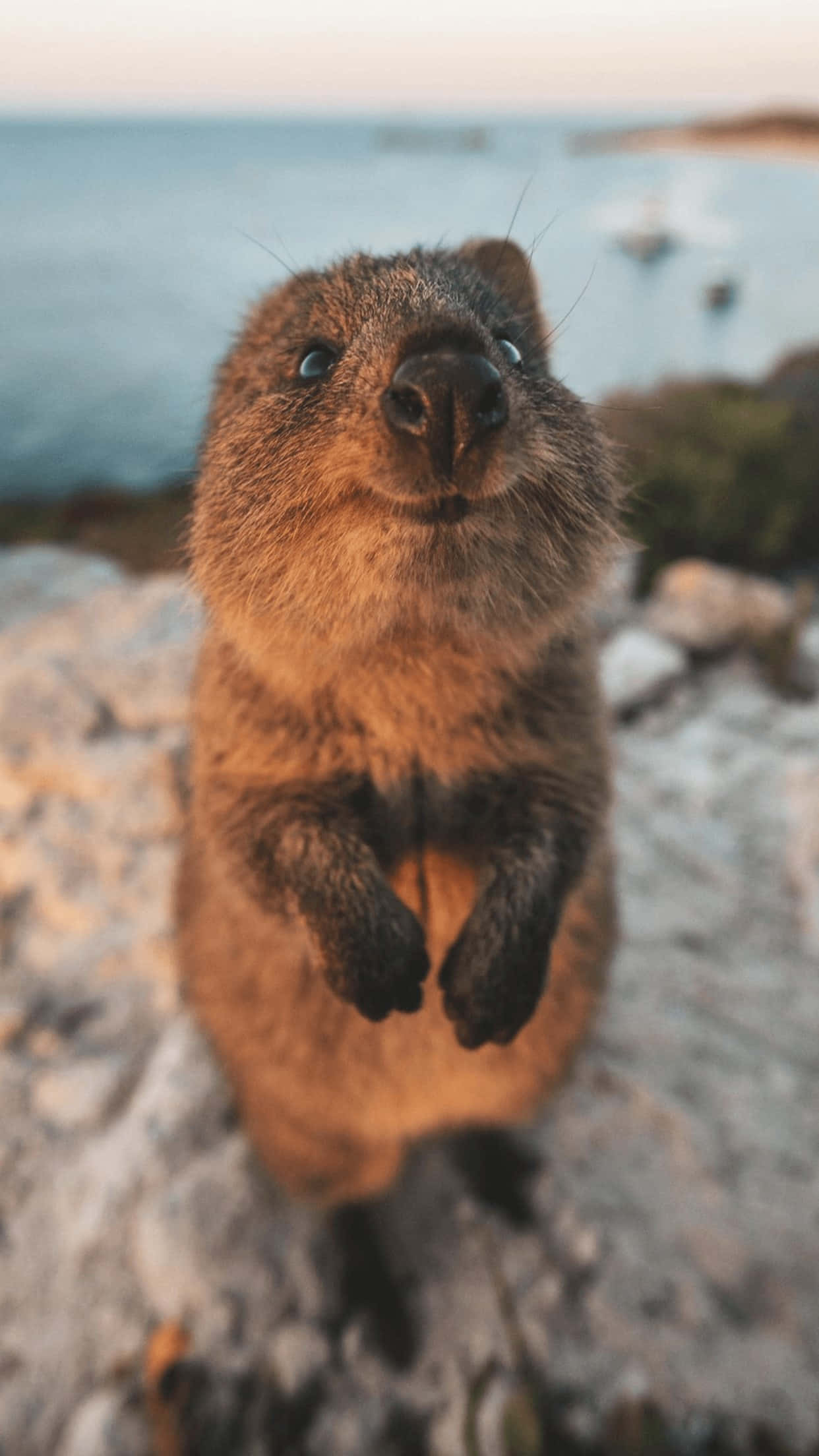 quokka 桌布 壁紙 — 黃金時段近距離拍攝一隻站在岩石地形上的短尾矮袋鼠，背景是模糊的海洋。