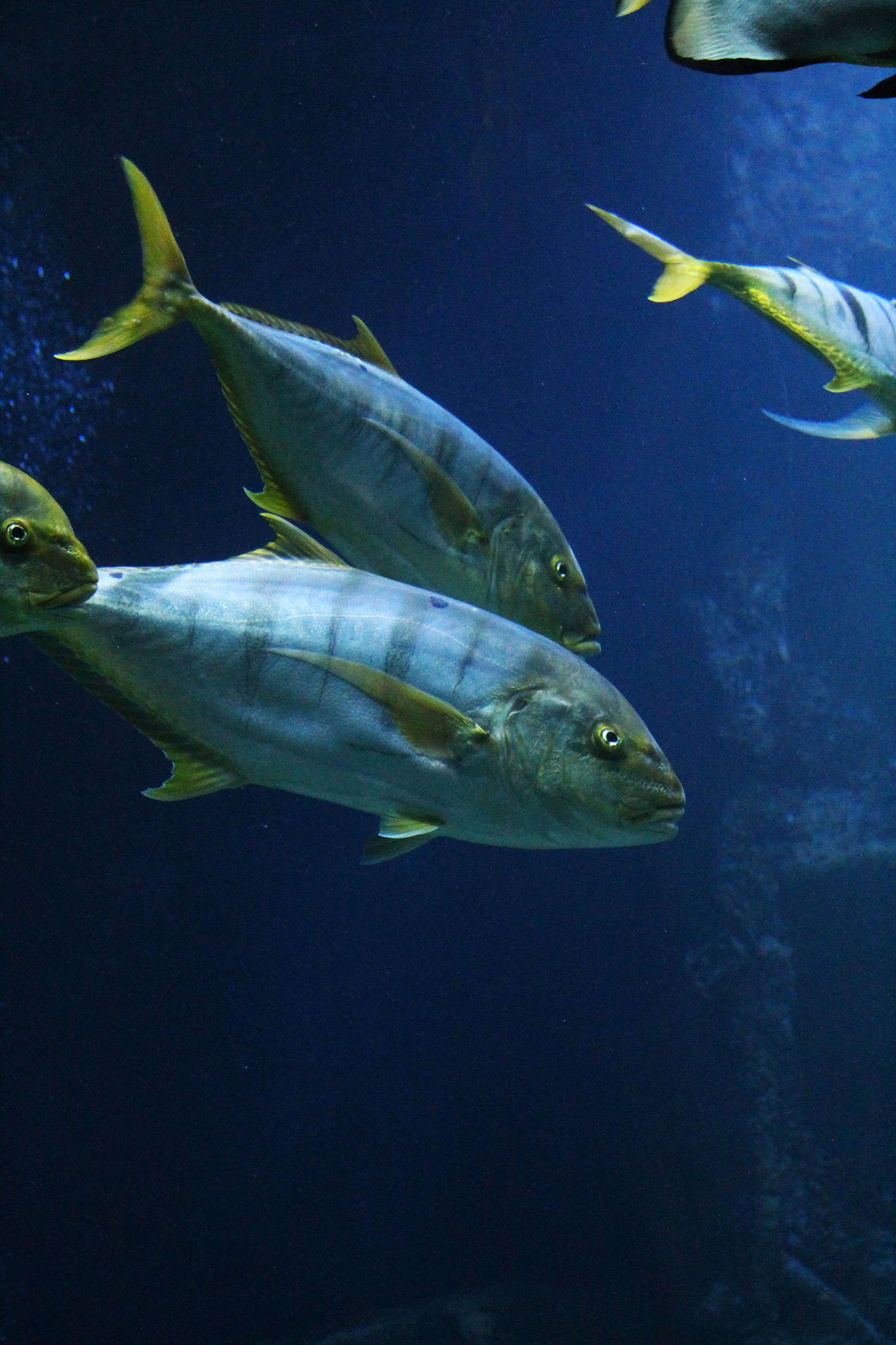 黃鰭吞拿魚群 壁紙 — 銀色和黃色的魚在深藍色的水中優雅地滑行，附近有氣泡升起。