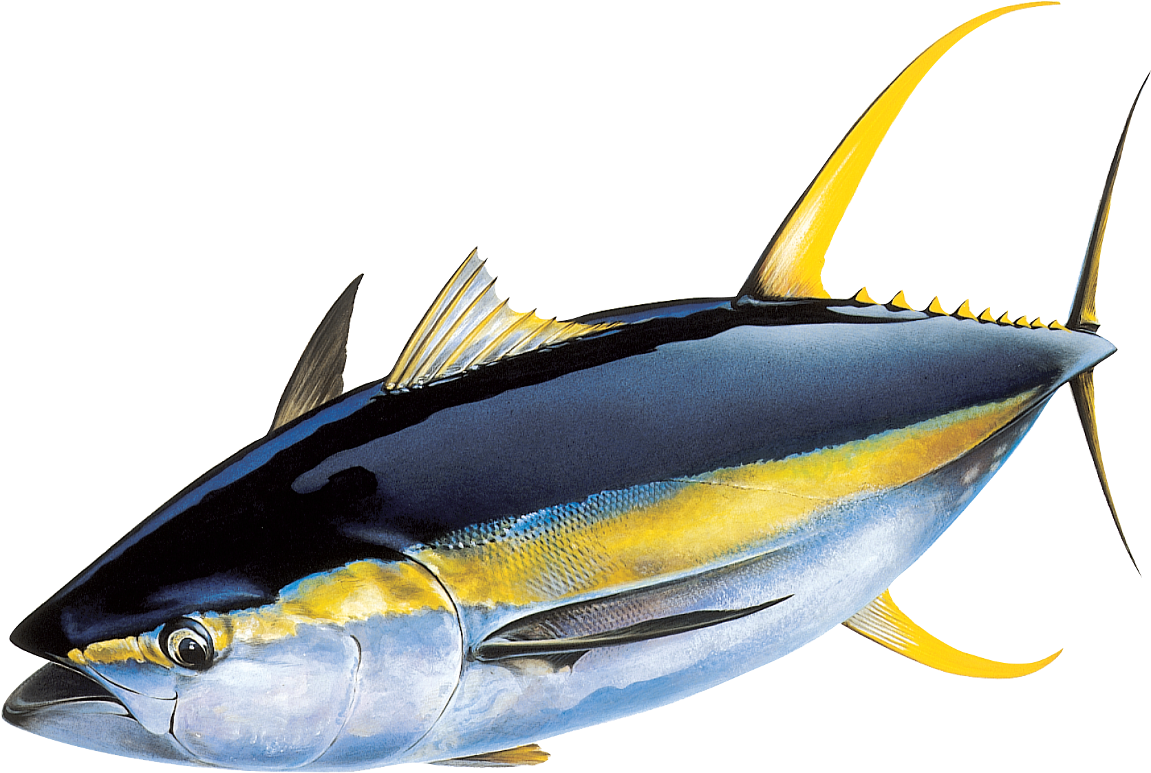 黃鰭鰹魚插畫 壁紙 — 一條充滿活力的黃鰭吞拿魚，擁有光滑的藍色和銀色鱗片以及鋒利的黃色魚鰭，襯托在純黑色背景上。