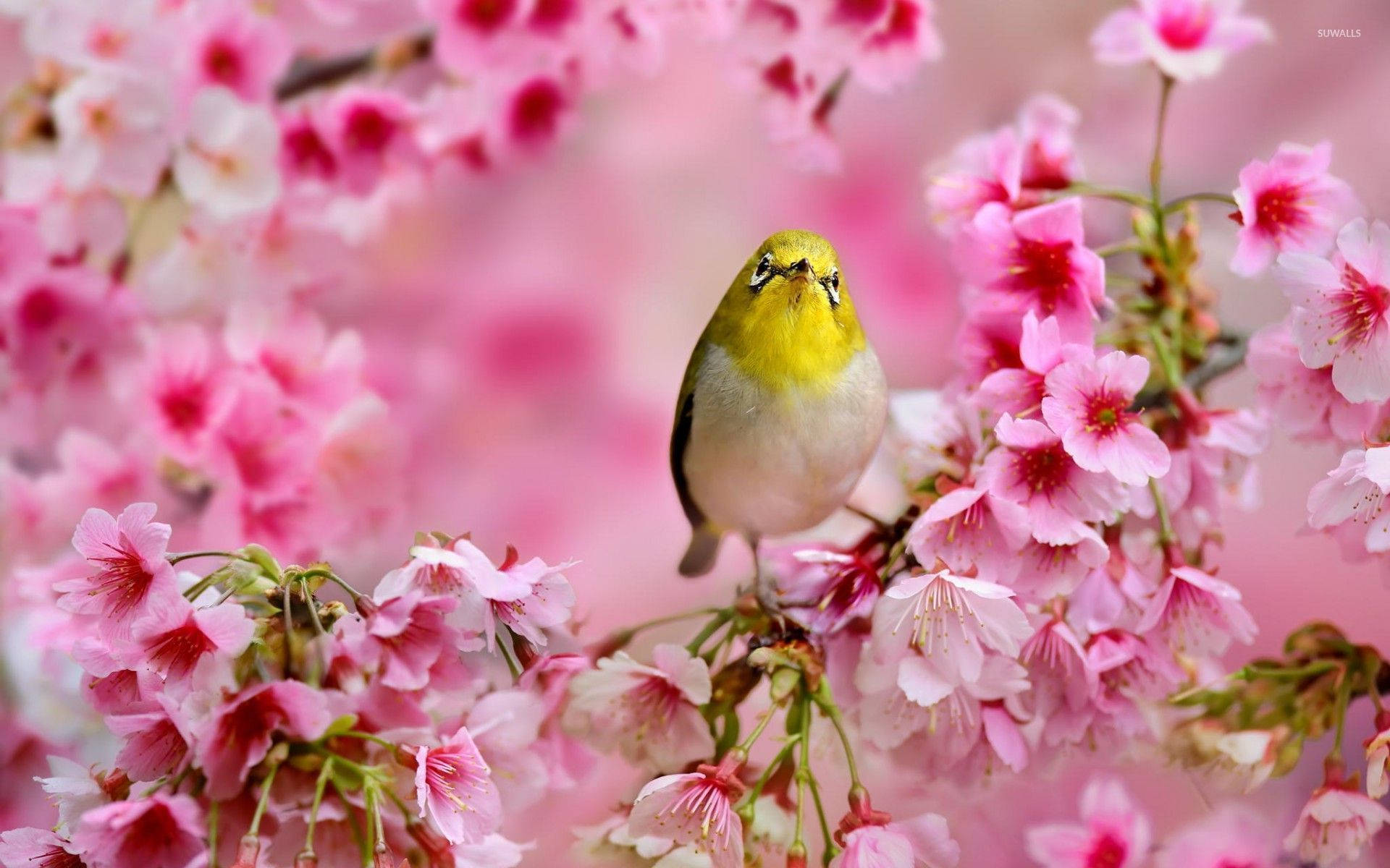 黃鳥停於粉花叢中 壁紙 — 一隻小黃鳥輕柔地棲息在柔焦中充滿活力的粉紅色櫻花枝上。