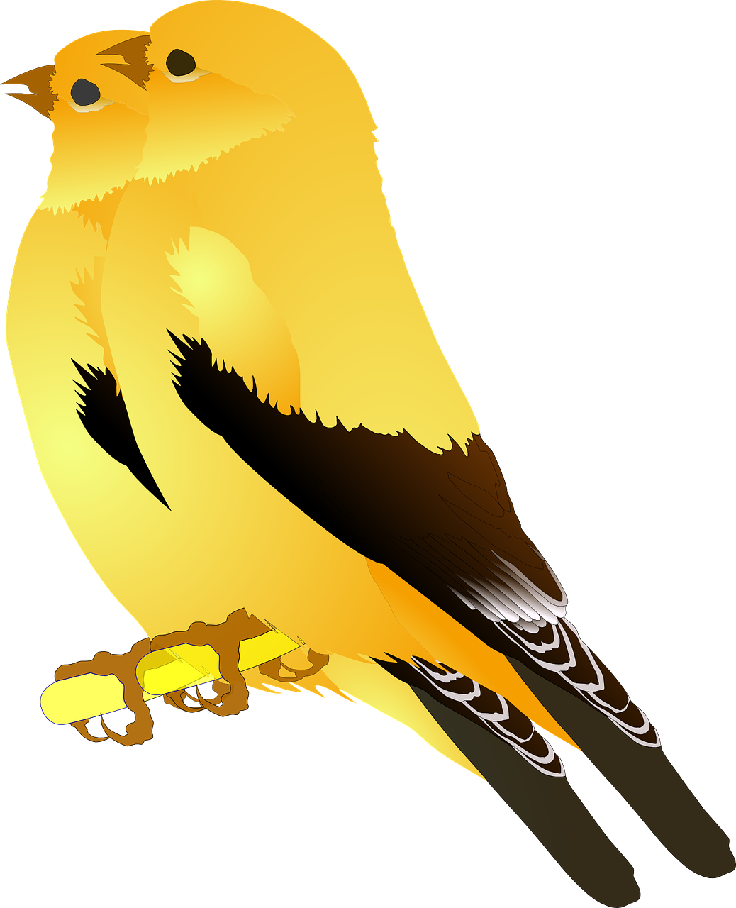 黃鳥插畫 壁紙 — 一隻鮮黃色的鳥，有黑色翅膀和白色尖端尾巴，棲息在樹枝上，背景是純黑色。