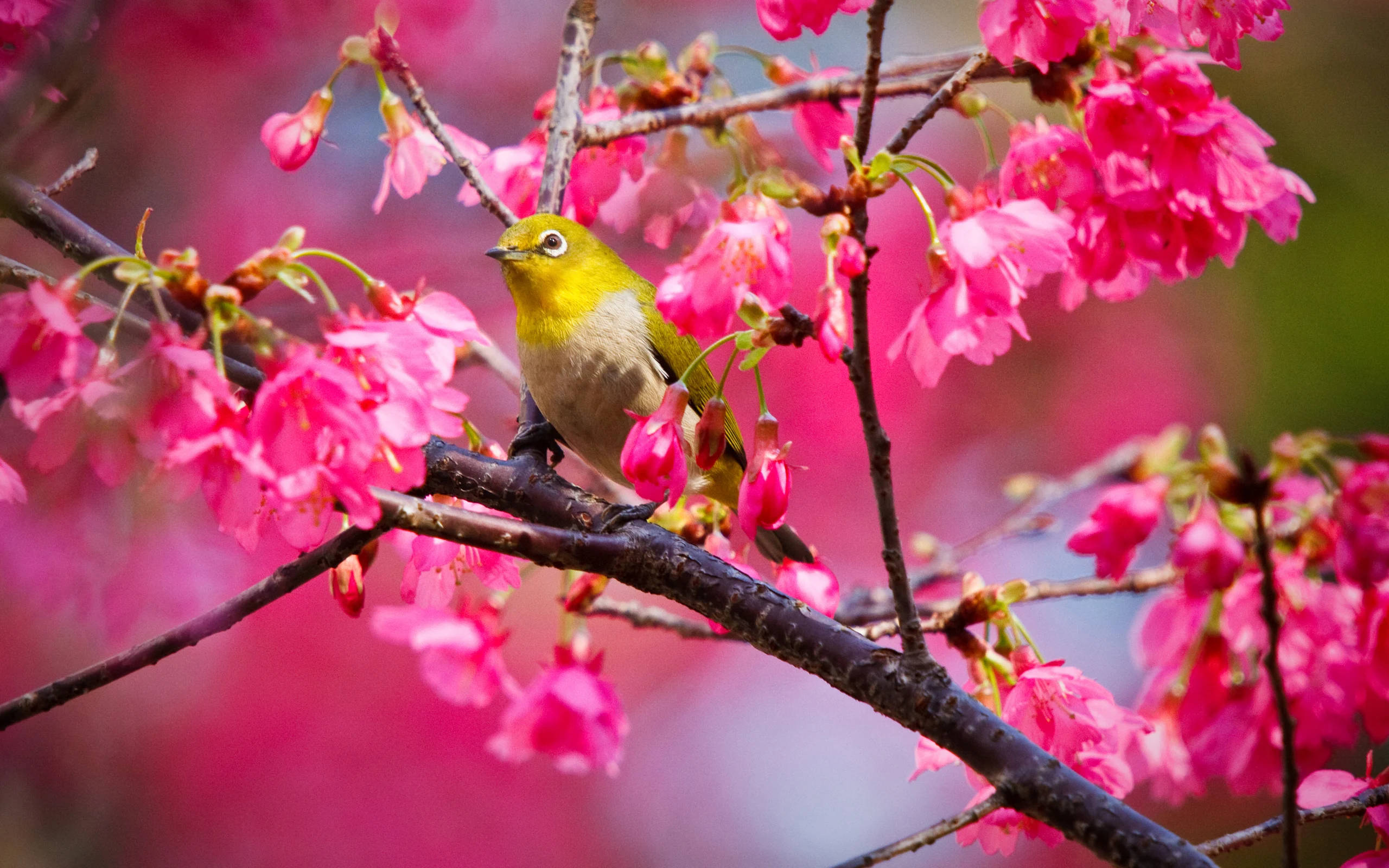 黃鳥棲於深色枝頭 壁紙 — 一隻小綠鳥棲息在樹枝上，周圍是盛開的鮮豔粉紅色櫻花。