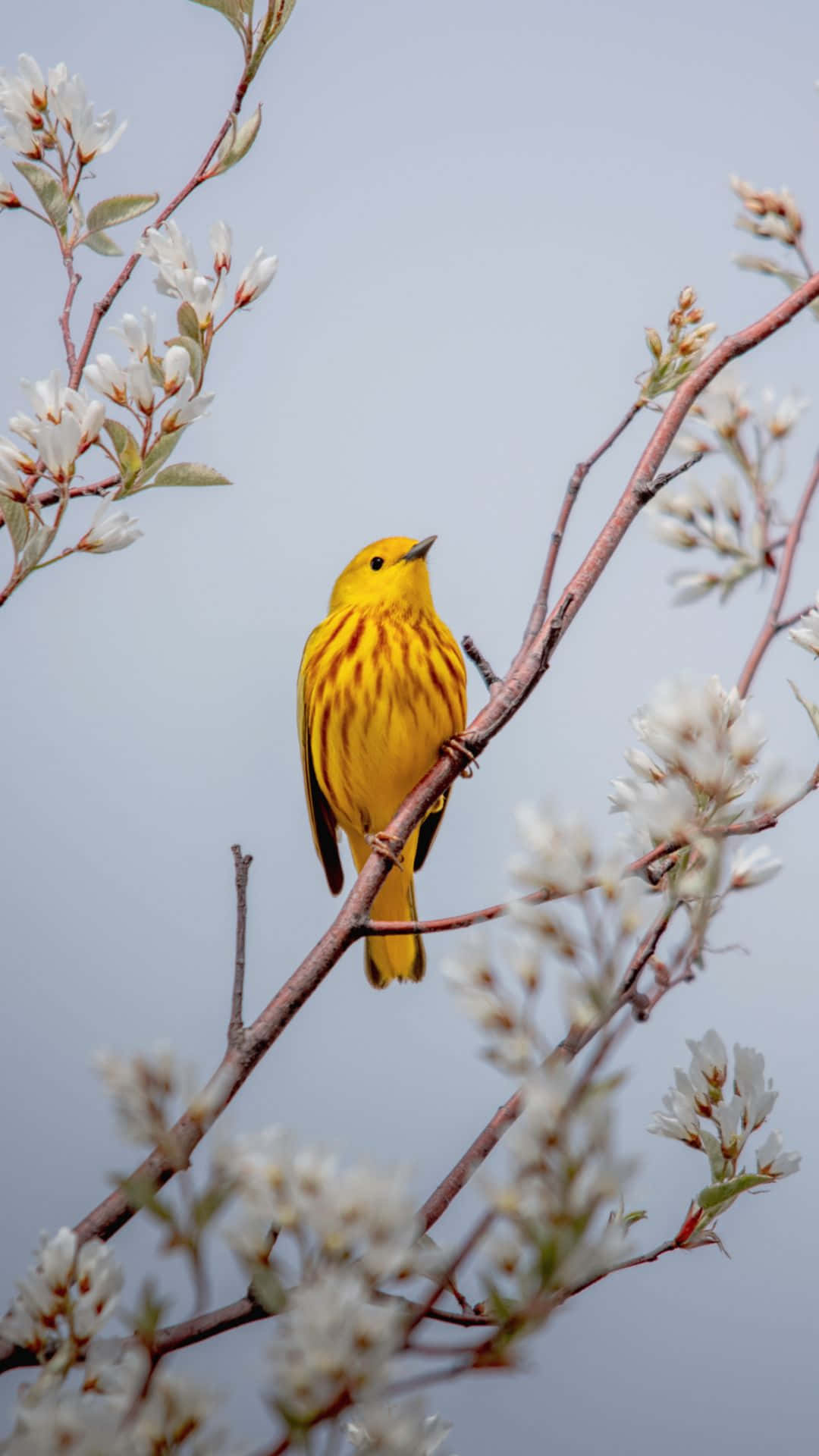 春天棲息在開花樹枝上的黃色鳥兒