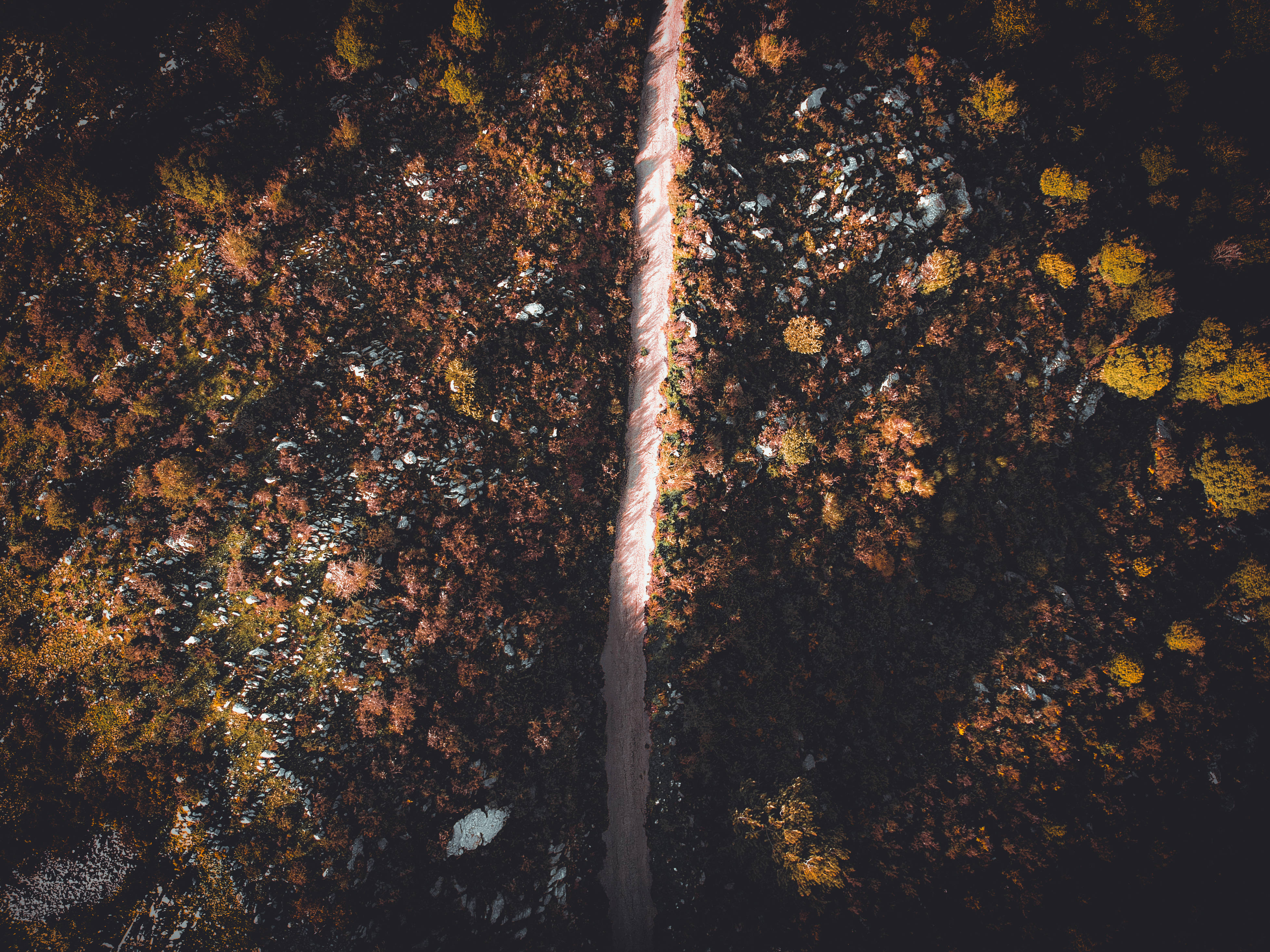 黎巴嫩路邊風景 壁紙 — 俯瞰一條狹窄的泥路蜿蜒穿過茂密的秋日森林，樹葉呈現鮮豔的橙色和黃色。