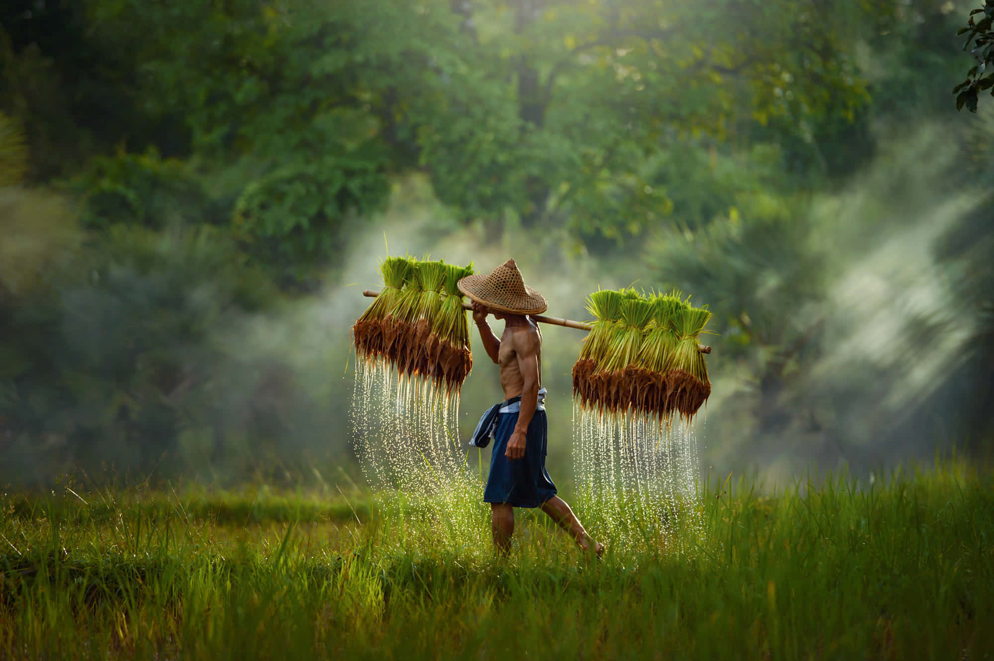 Farmer 桌布 壁紙 — 黎明時分，一位赤膊戴草帽的農夫用扁擔挑著兩捆沈重的稻稈，穿過霧氣瀰漫的綠色稻田。