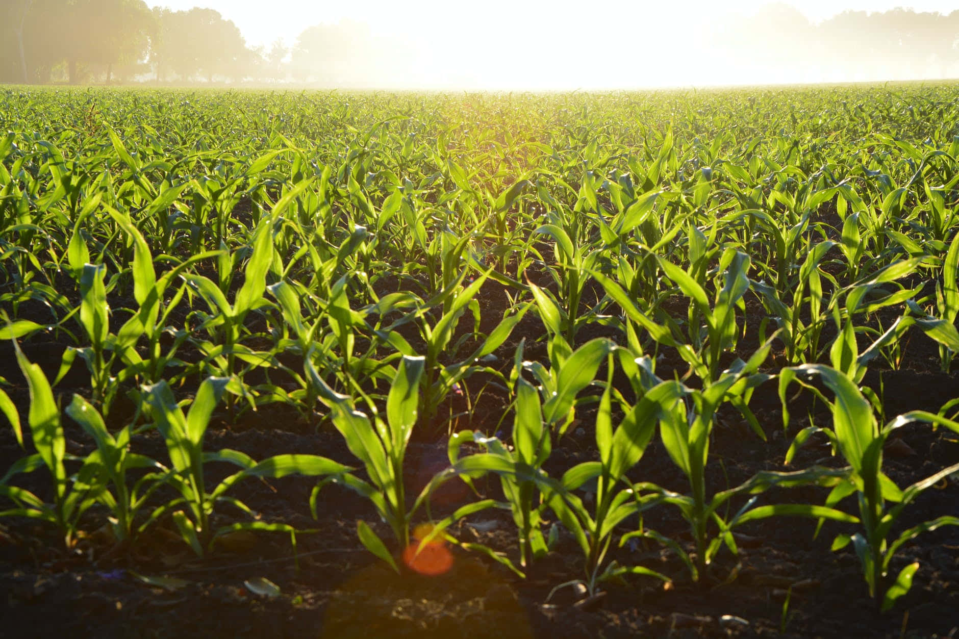 Organic Farming 桌布 壁紙 — 黎明時分，陽光穿過薄霧，照耀在廣闊的嫩綠玉米田上。