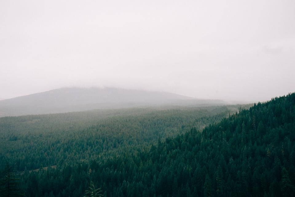 霧氣籠罩的山峰在灰色天空之下，聳立於茂密的常綠森林之上。