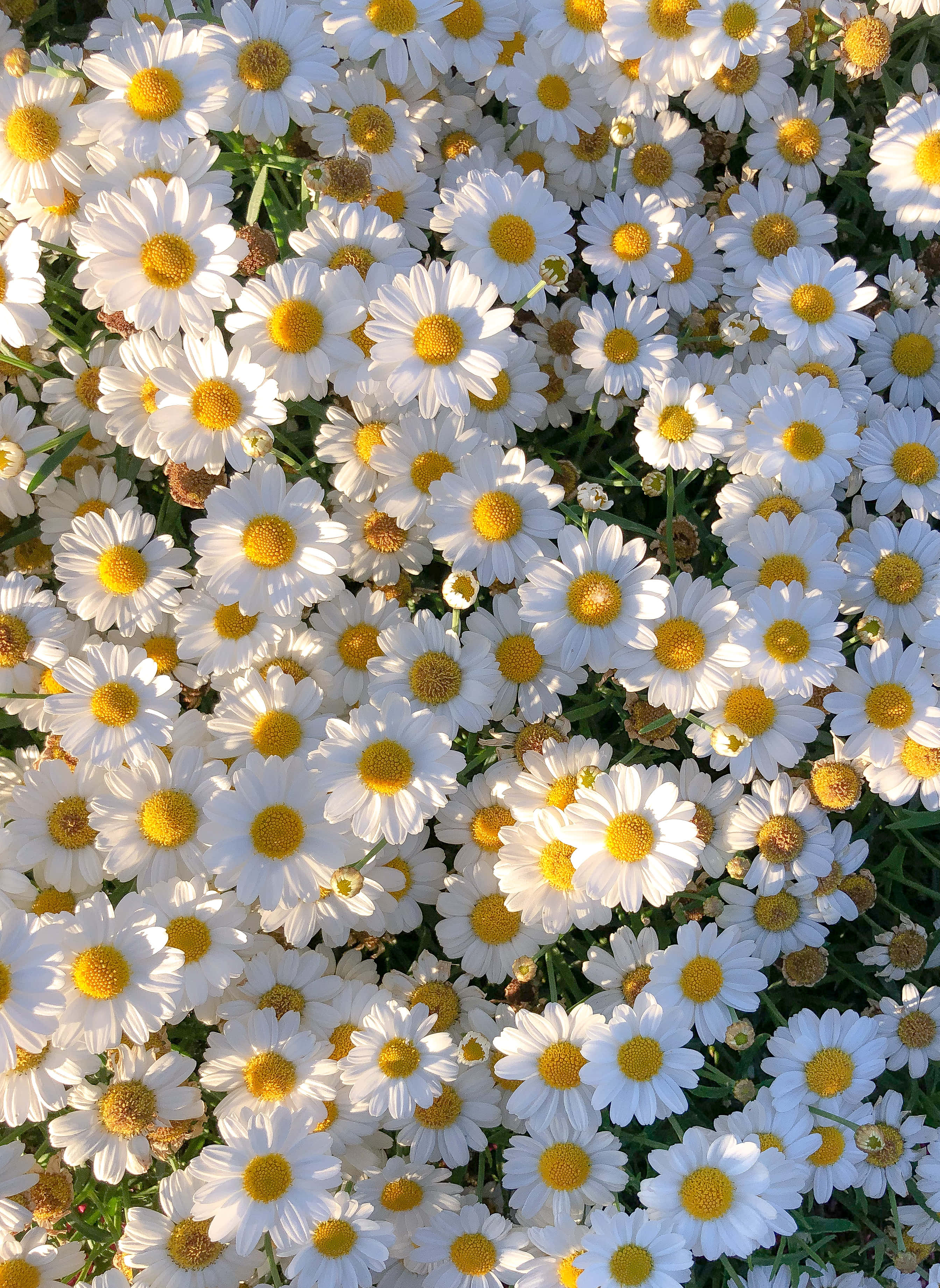 黎明時分的雛菊花田 壁紙 — 一片茂密的白色雛菊田，帶有明亮的黃色花心，沐浴在溫暖的金色陽光下。