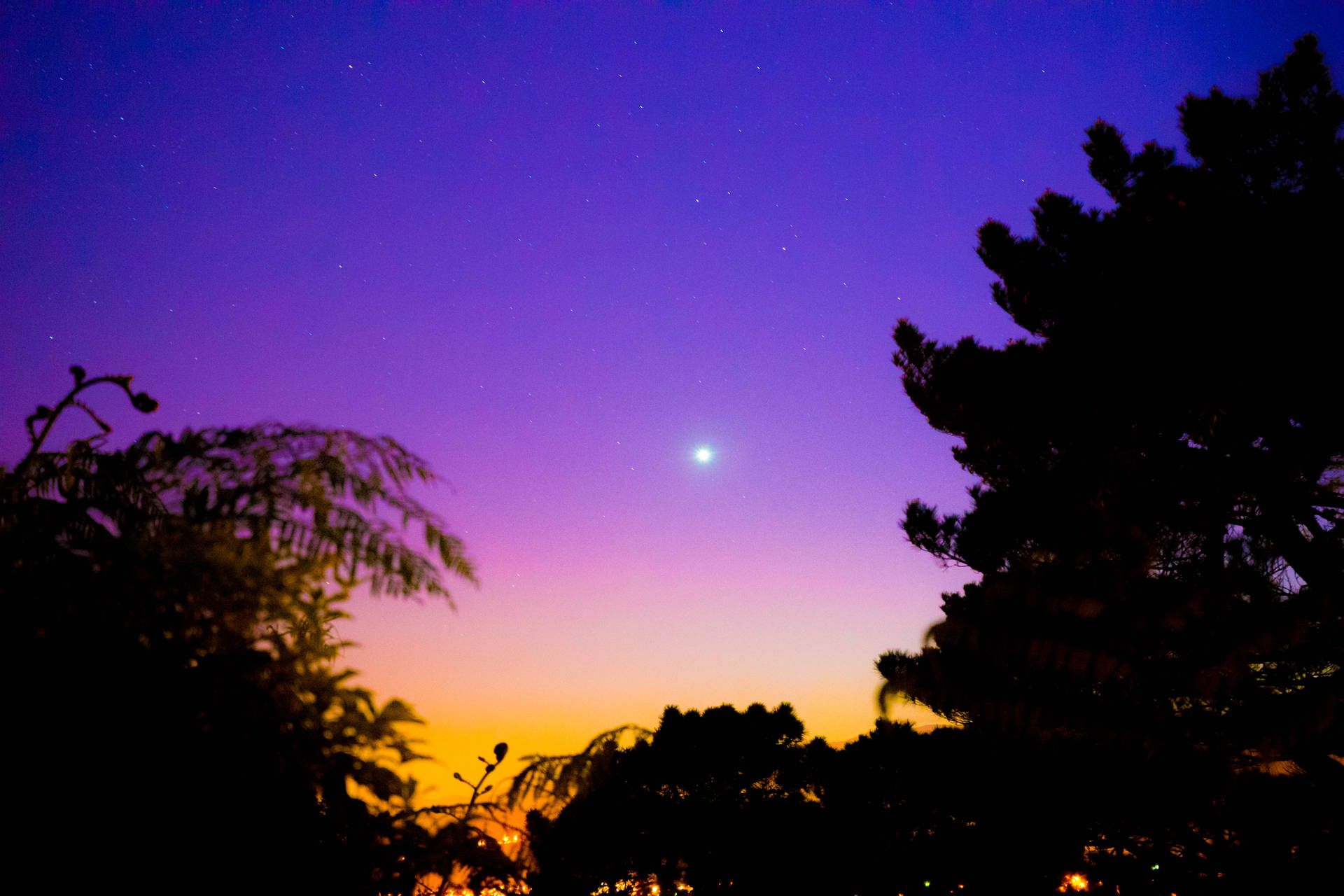 剪影樹木映襯著暮色天空，有星星和一個明亮的天體。