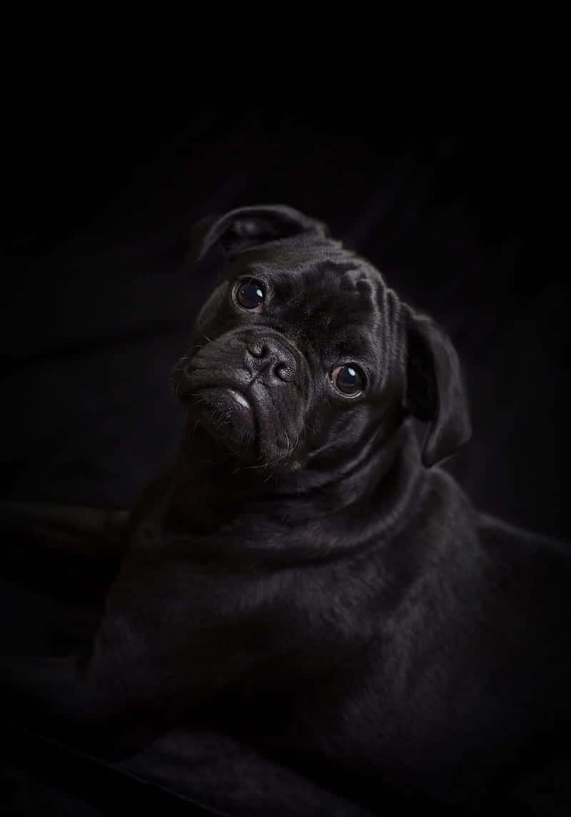 黑色八哥犬幼崽在黑暗的攝影棚環境中睜大眼睛向上看