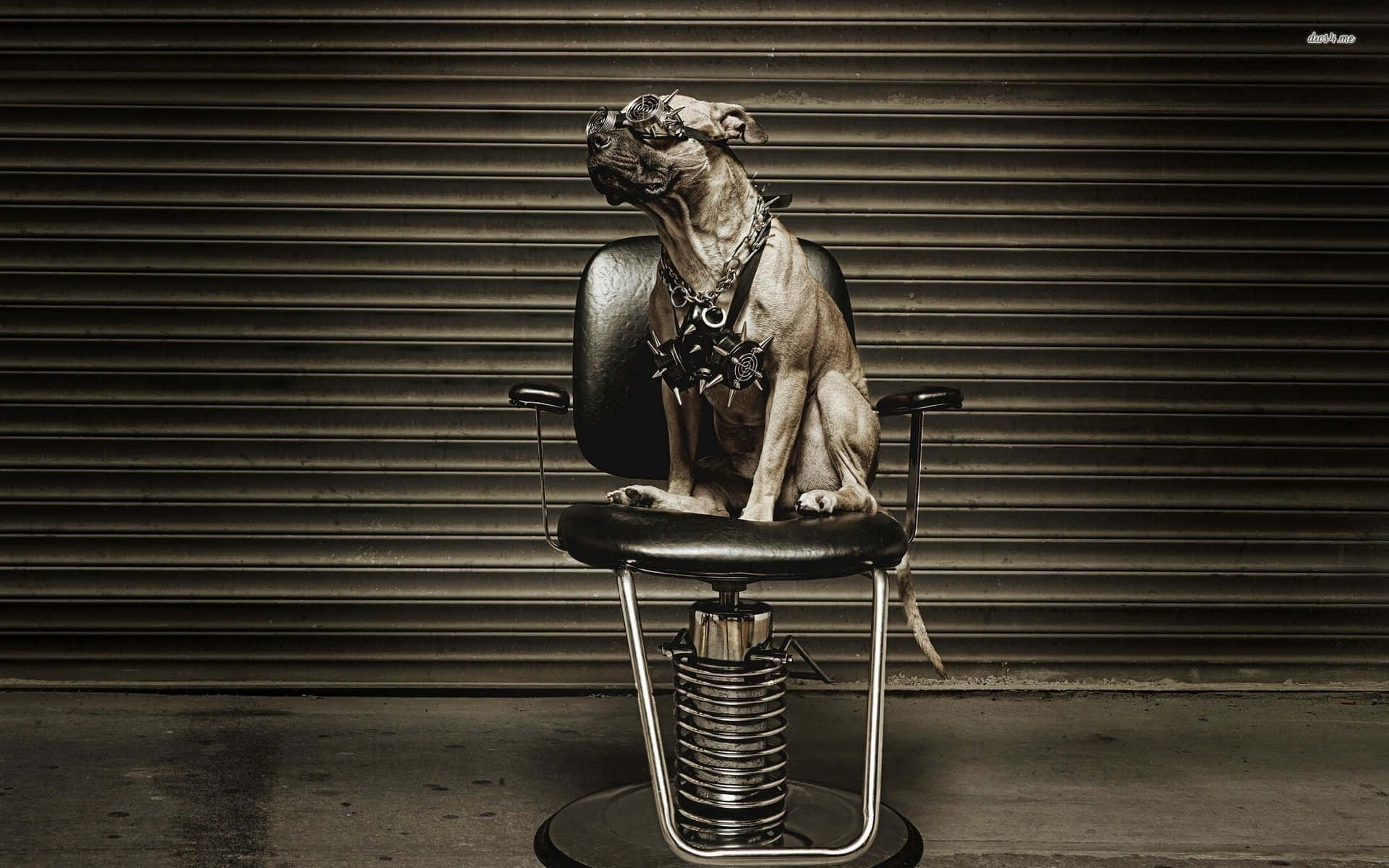 黑幫風鬥牛犬圖片 壁紙 — 一隻戴著護目鏡和釘項圈的比特犬威嚴地坐在理髮椅上，背景是波紋金屬板。