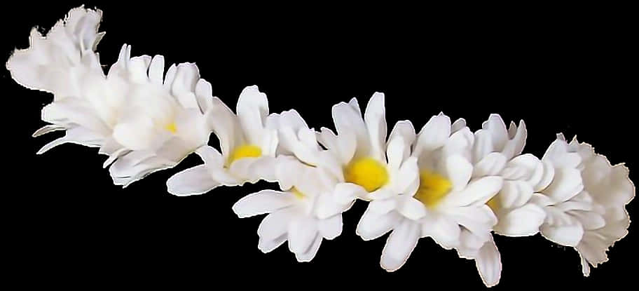 黑底白雛菊 壁紙 — 一串精緻的白色雛菊，帶有明亮的黃色花心，在純黑背景上浮現。
