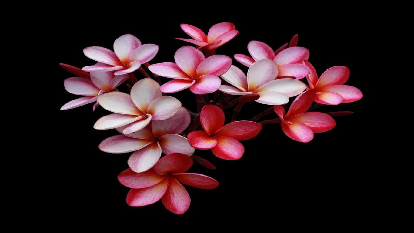 黑色背景下的粉紅色和白色雞蛋花