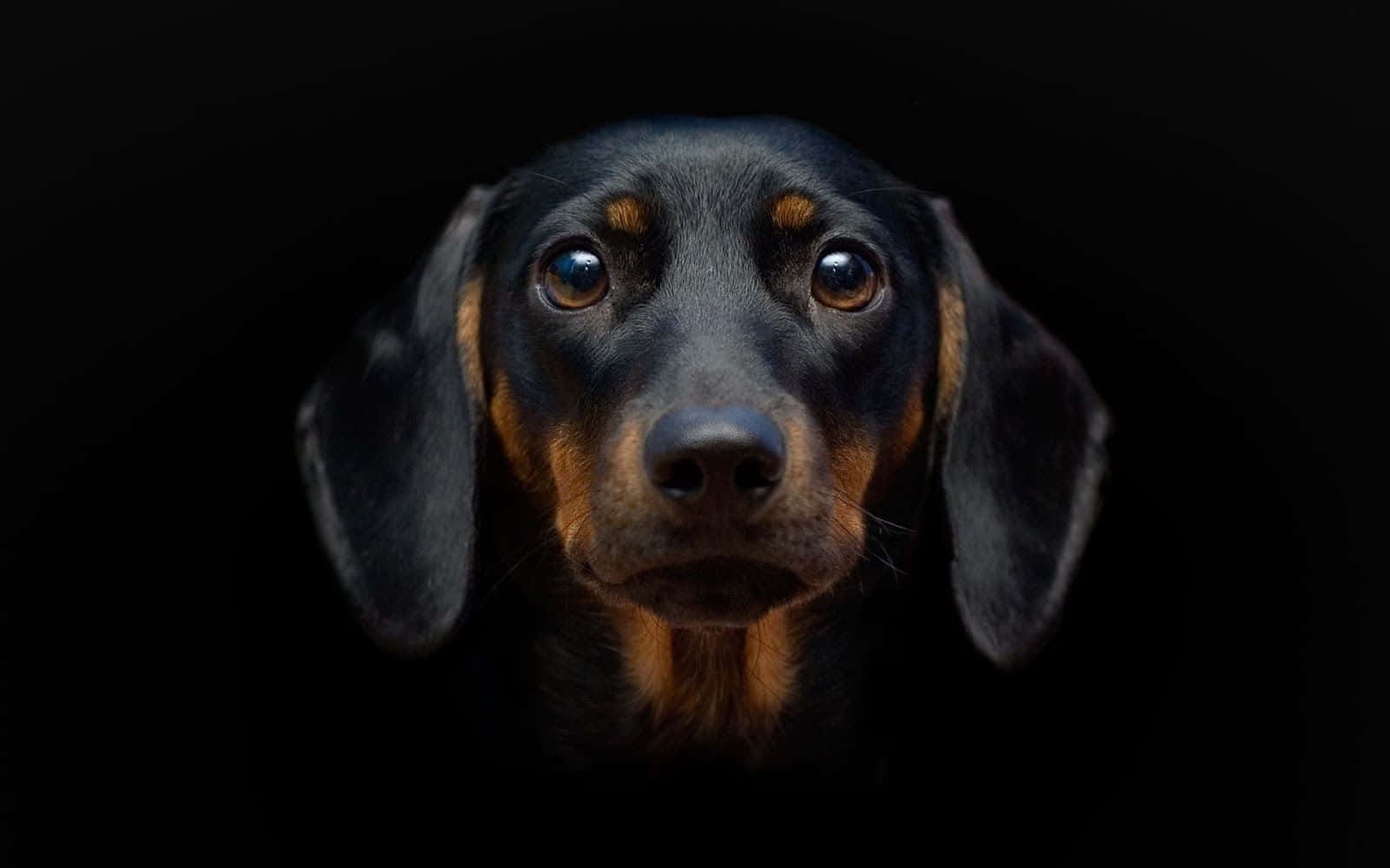 一隻黑褐色臘腸犬在深色背景上睜著明亮的眼睛凝視。