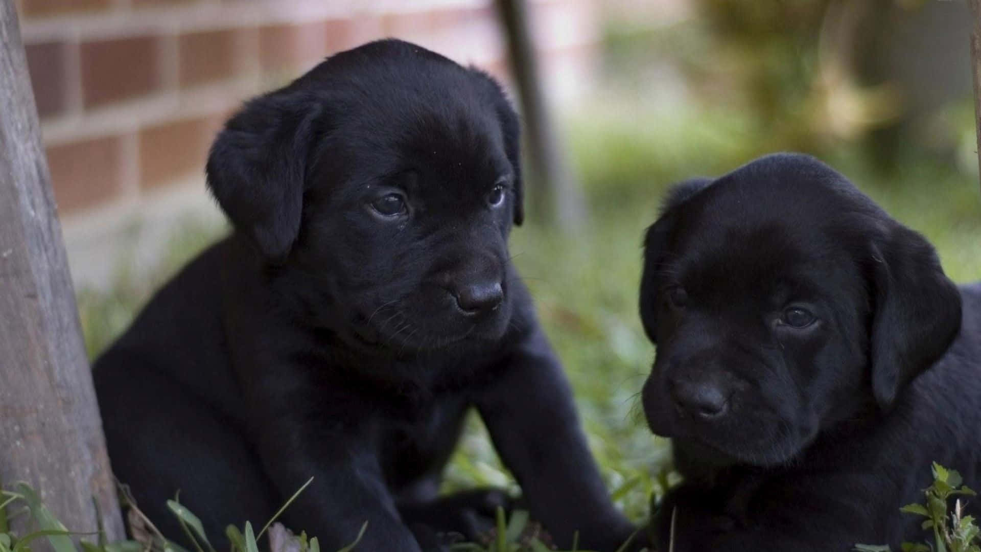 兩隻黑色拉布拉多幼犬坐在磚牆附近的草地上。