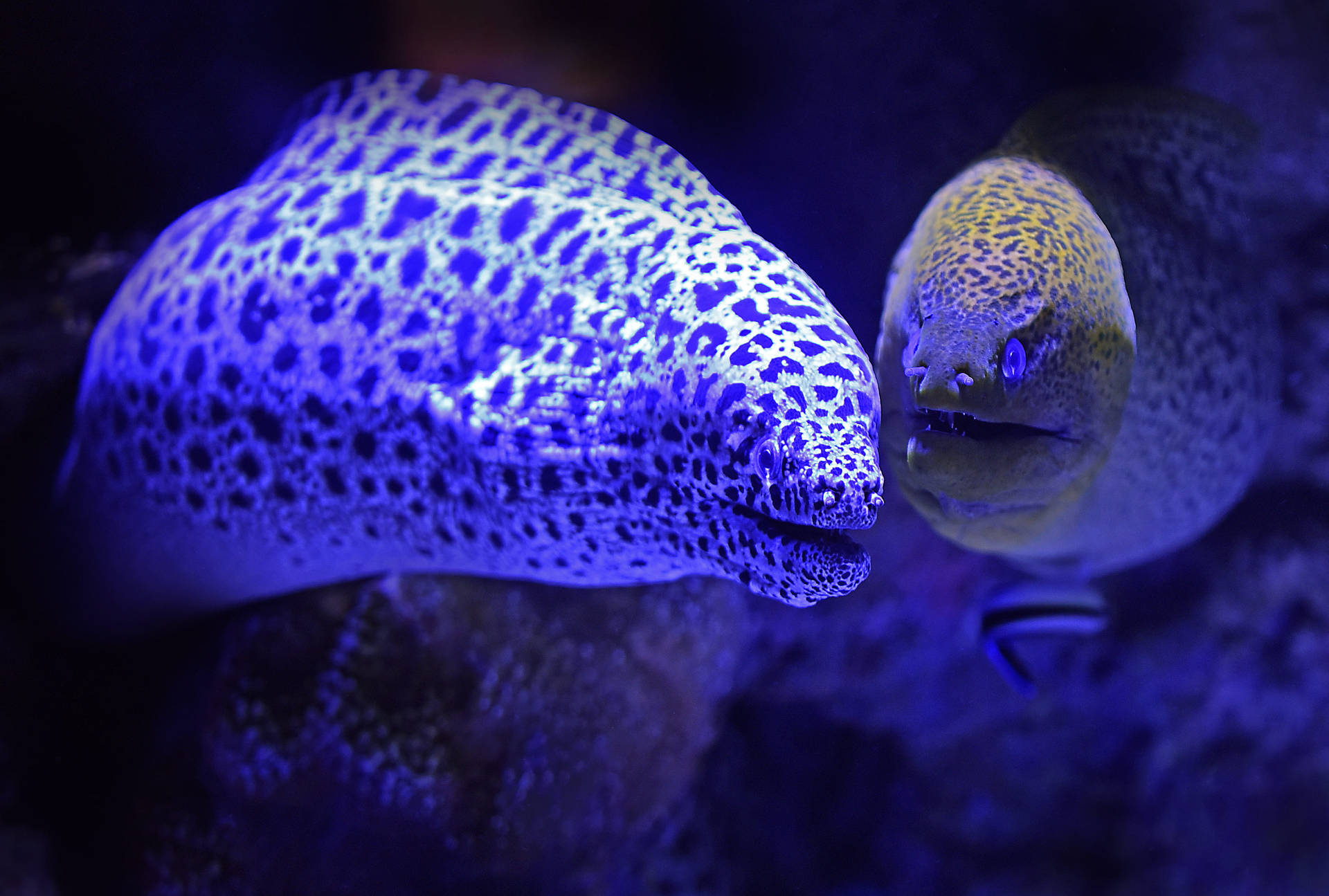 兩條斑點海鰻在藍色燈光的水族箱水中游泳。