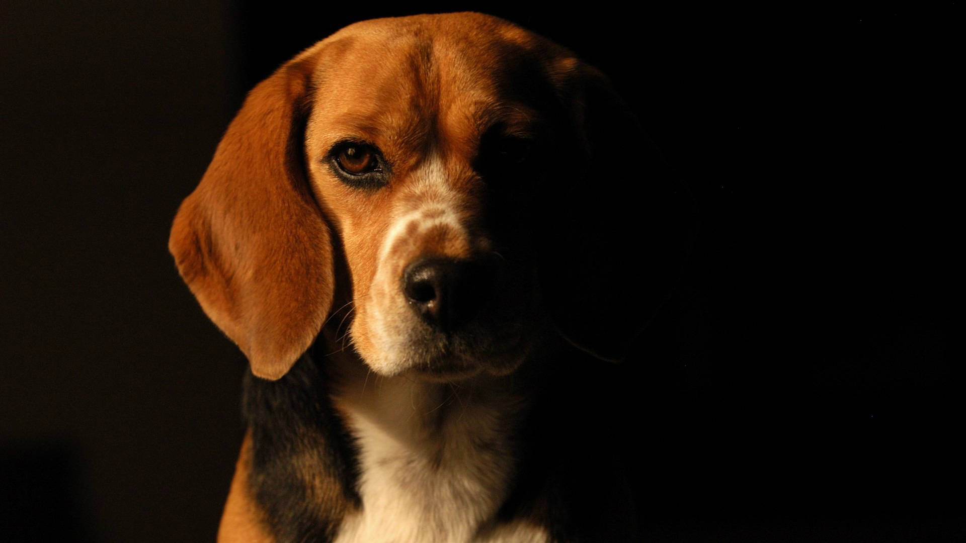 比格犬臉部在黑色背景下戲劇性照明的特寫。