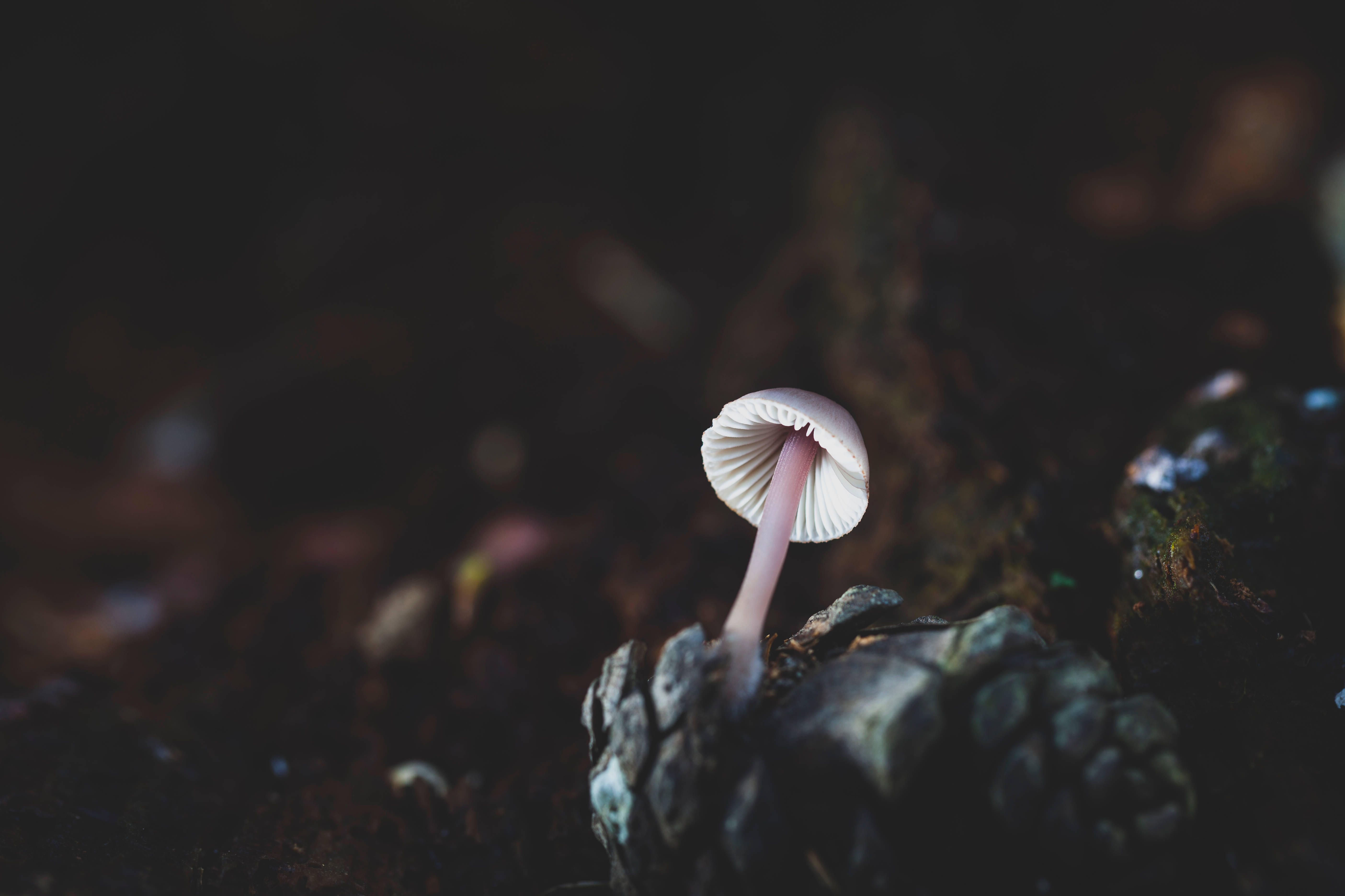 黑暗中生長的可愛白色蘑菇 壁紙 — 一朵精緻的淡粉紅色蘑菇，帶有菌褶，獨自佇立在黑暗的森林地面上，周圍是模糊的大地色調。