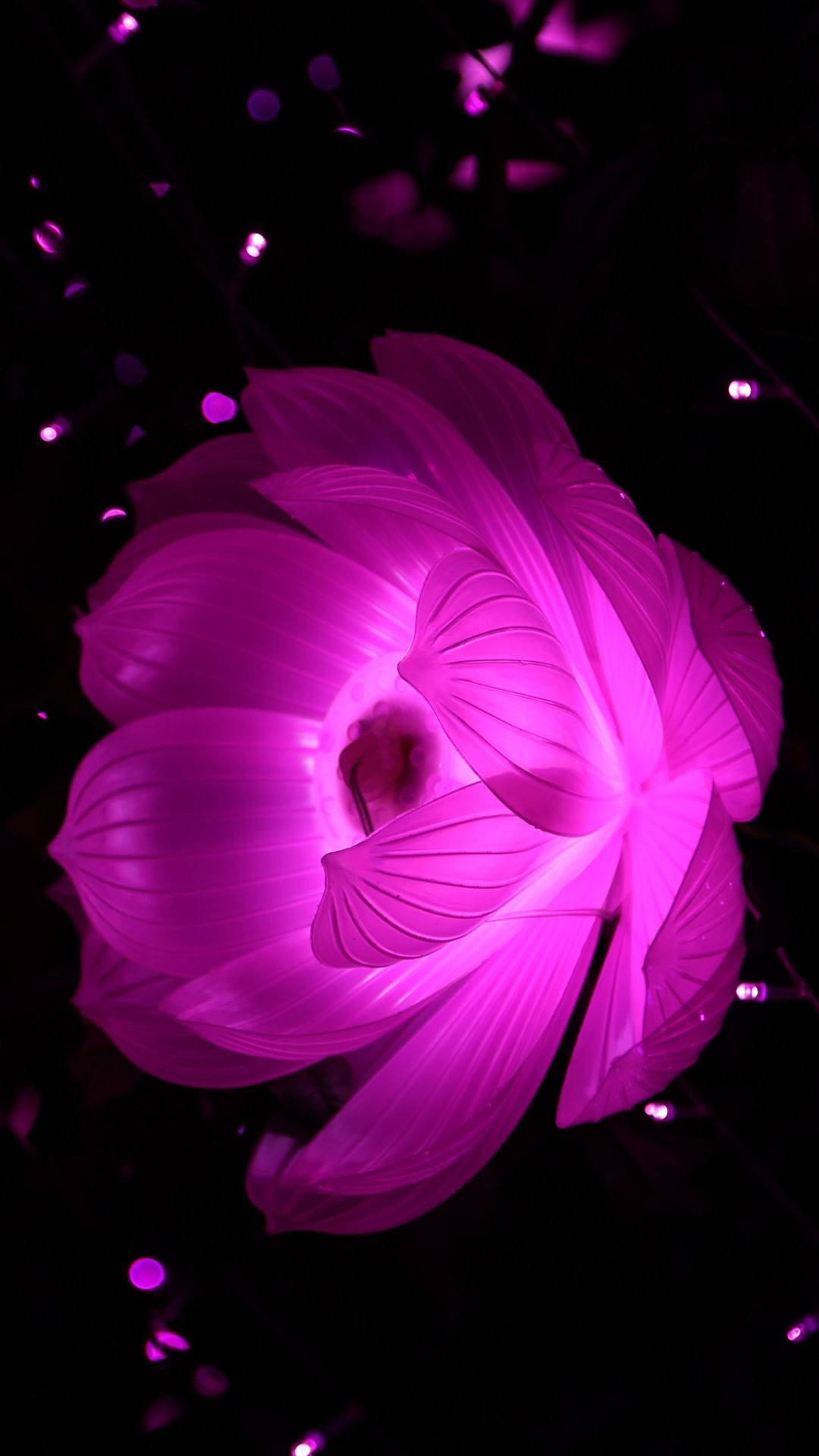 一朵發光的粉紅色蓮花在黑暗背景中散發柔和光芒。