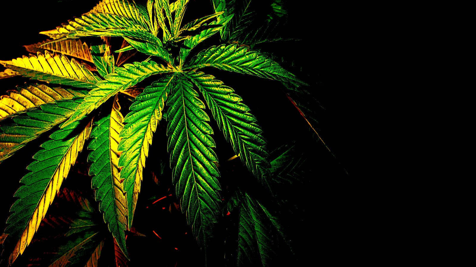 大麻葉特寫，在黑色背景下被金色光線照亮。