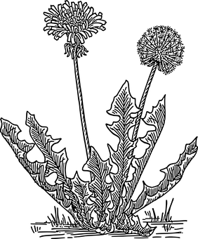 黑暗中的蒲公英 壁紙