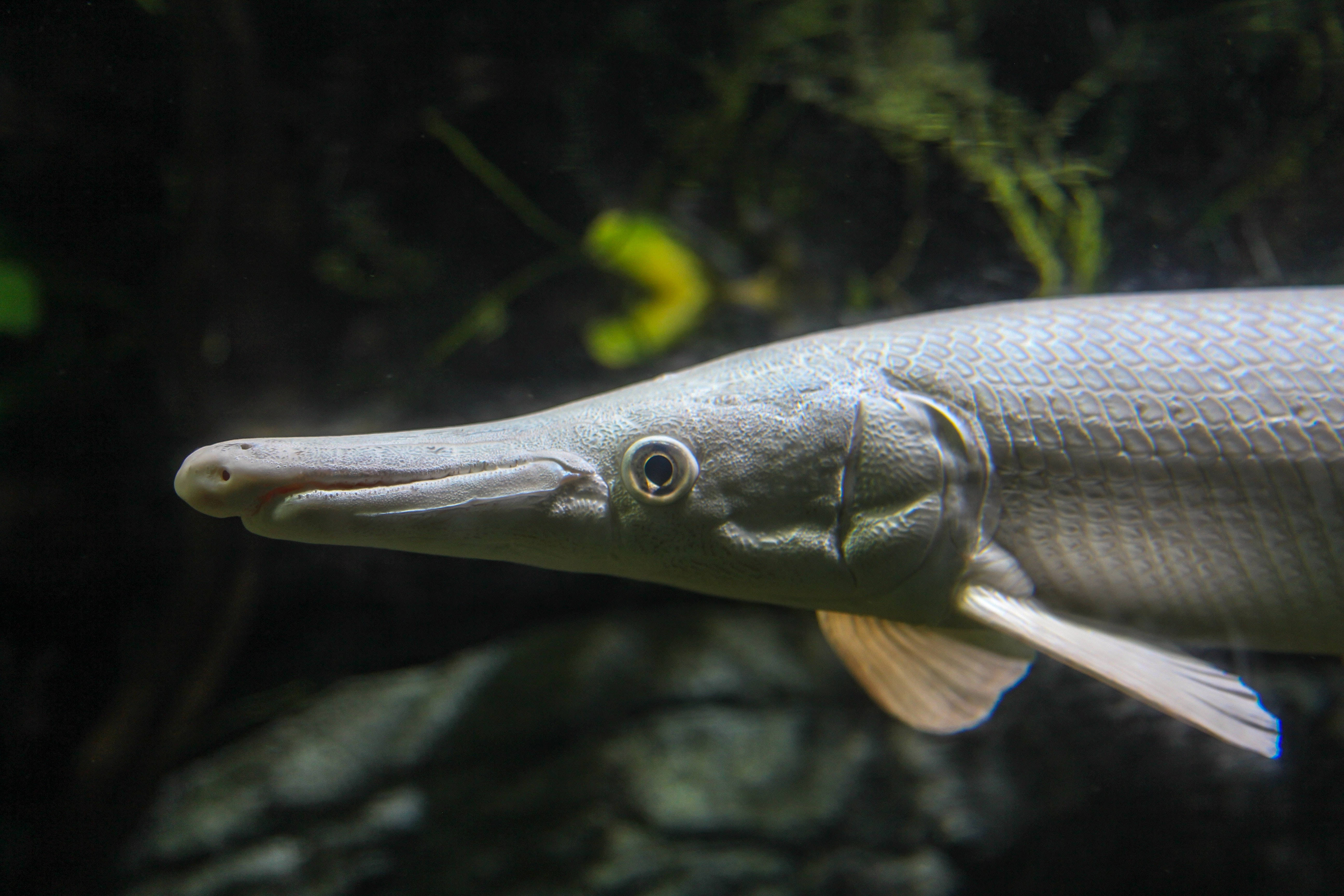 黑暗中的鰭魚 壁紙 — 一條修長的雀鱔魚在黑暗的水中優雅地游動的特寫，背景有隱約的綠色水生植物。