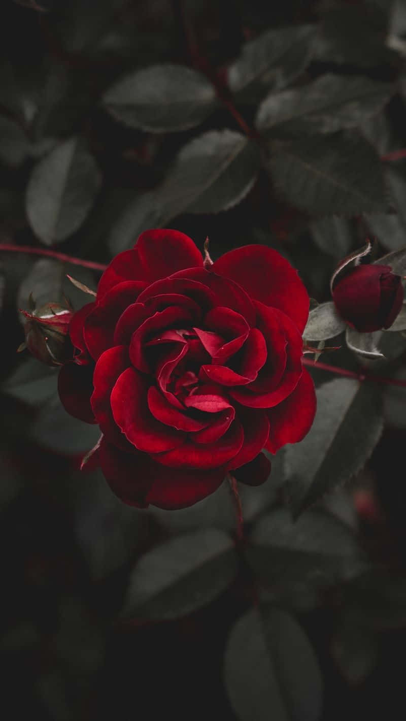 一朵深紅色的玫瑰，花瓣豐滿，被深綠色葉子環繞。