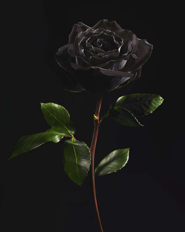 黑暗中綻放光芒，一朵黑玫瑰在蒼白花瓣的海洋中脫穎而出。 壁紙