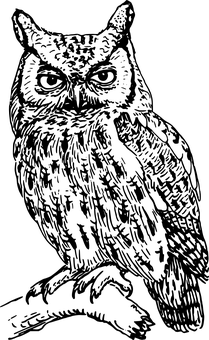 黑暗擁抱貓頭鷹 壁紙